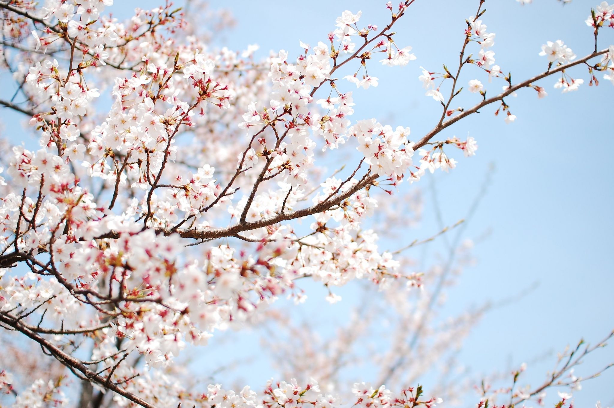 Cherry Blossom Laptop Wallpapers