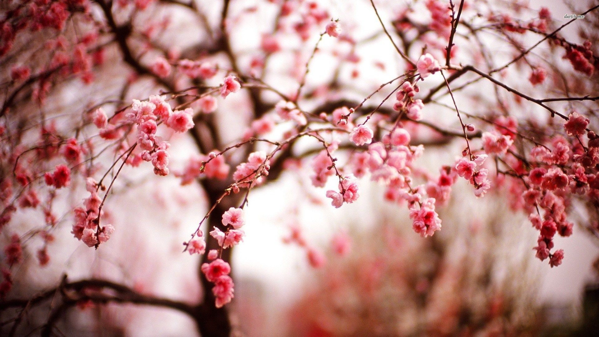 Cherry Blossom Laptop Wallpapers