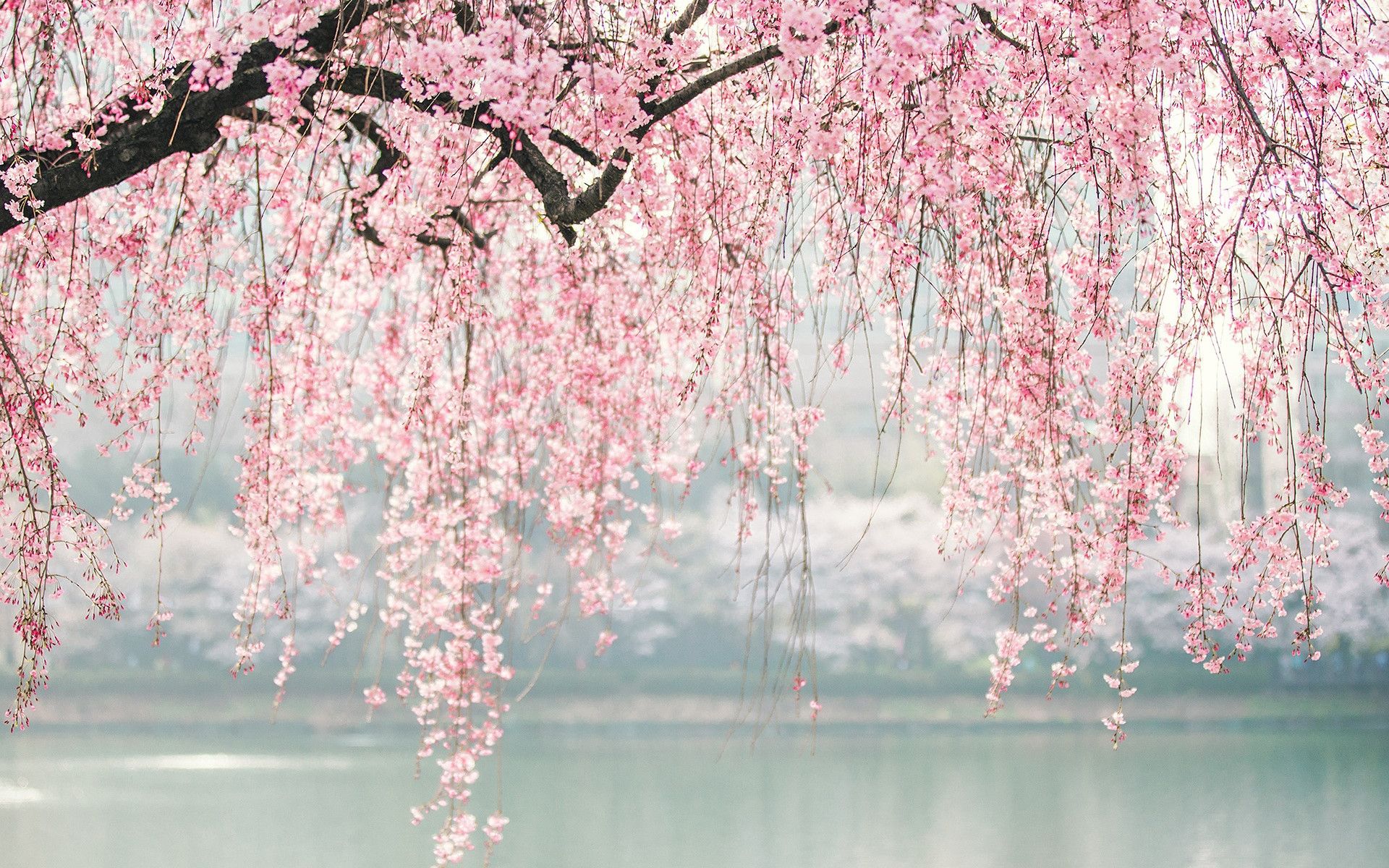 Cherry Blossom Laptop Wallpapers