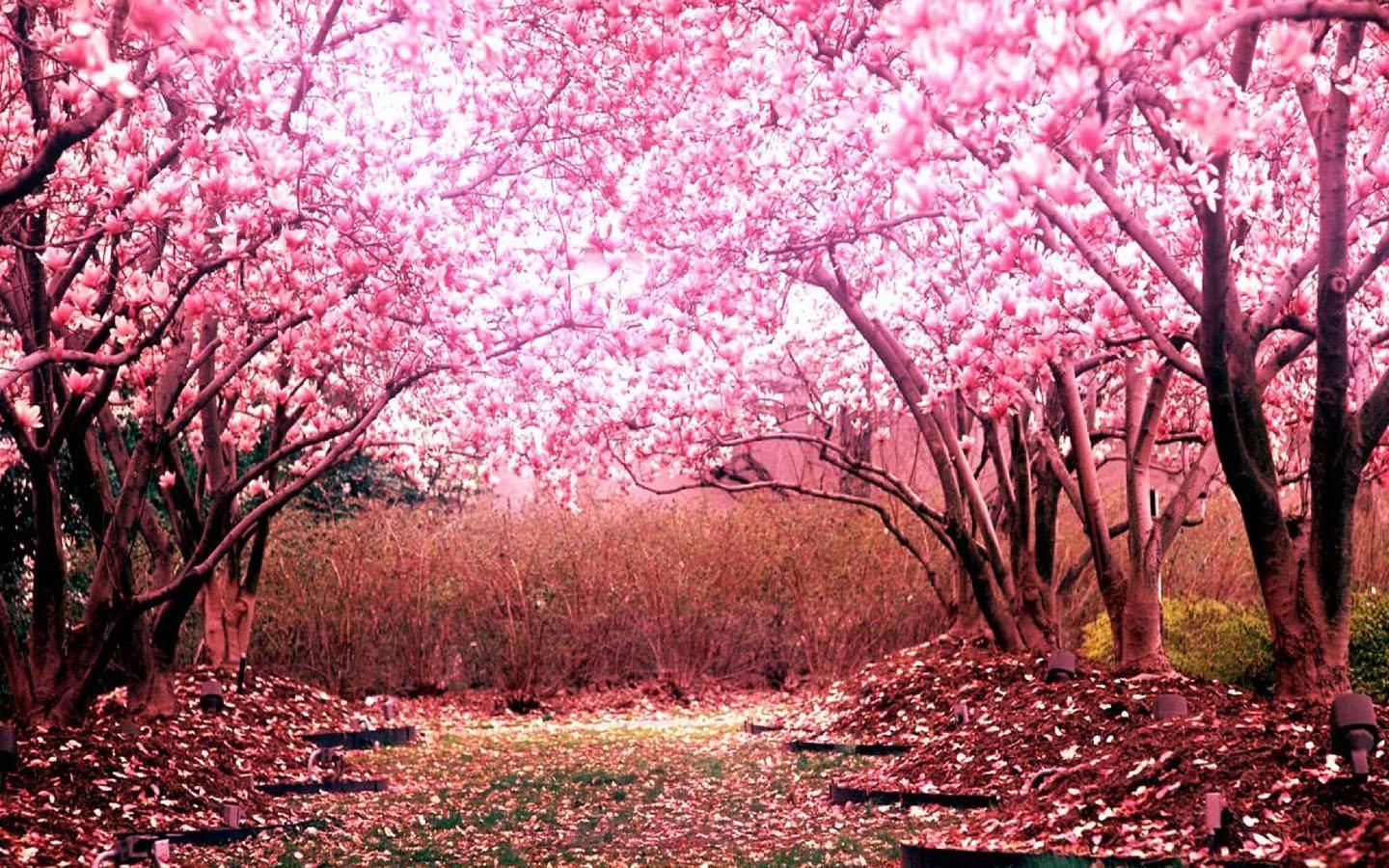 Cherry Blossom Laptop Wallpapers