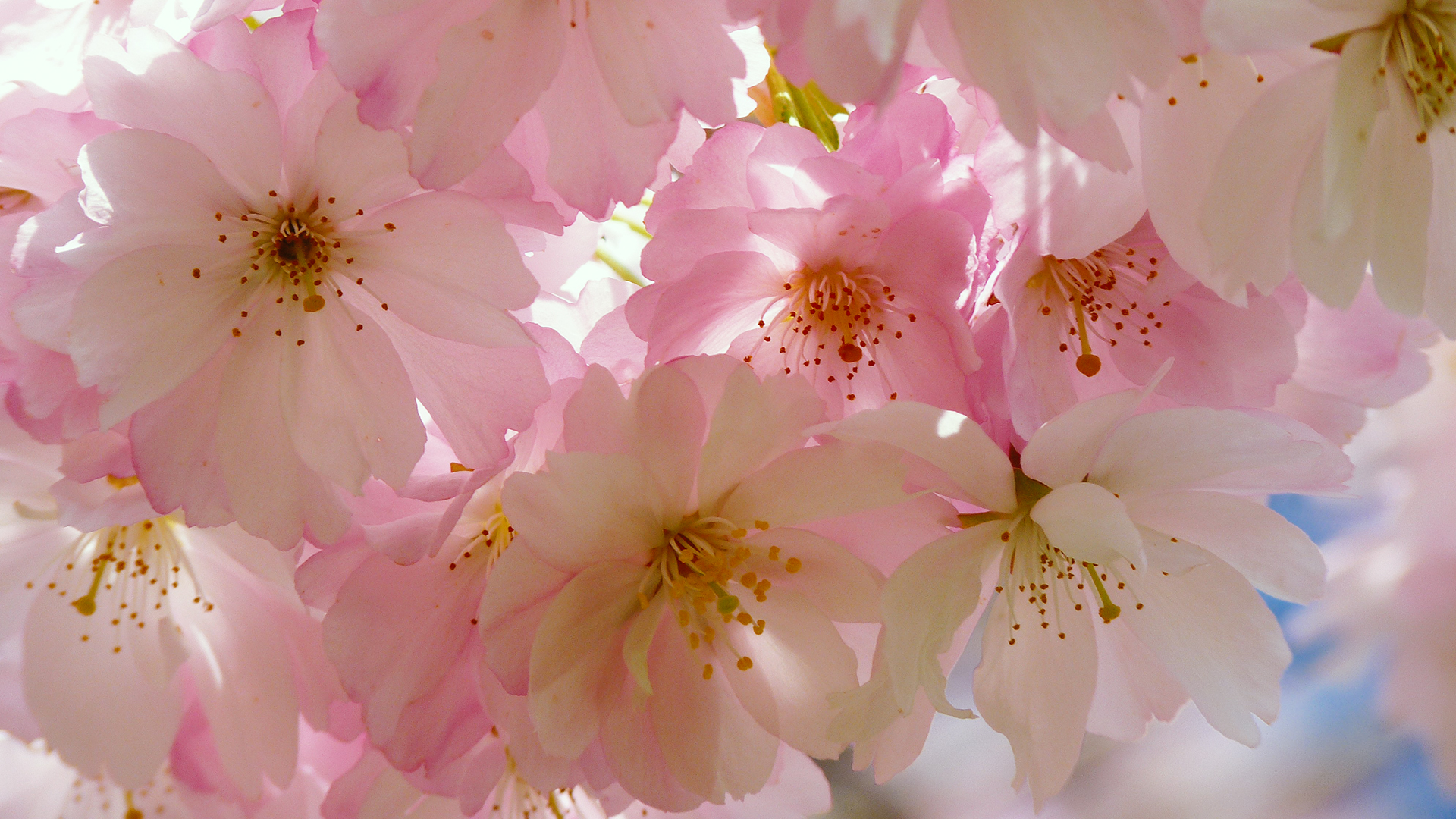 Cherry Blossom Laptop Wallpapers