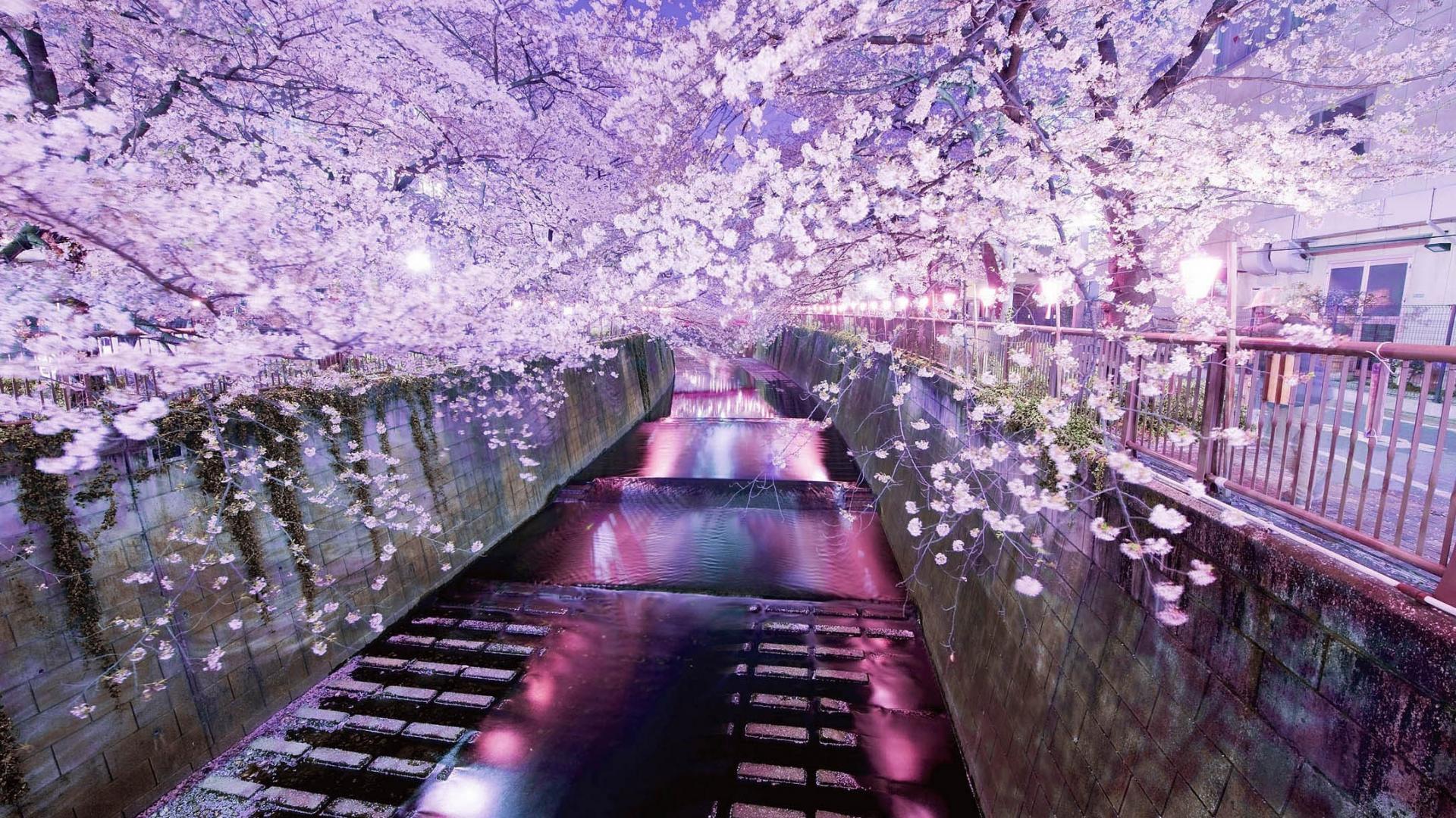 Cherry Blossom Laptop Wallpapers