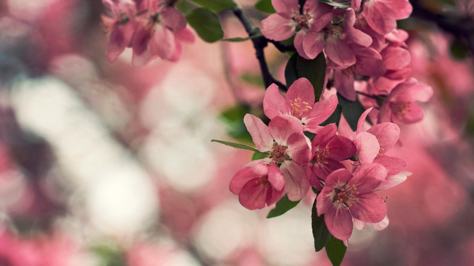 Cherry Blossom Laptop Wallpapers