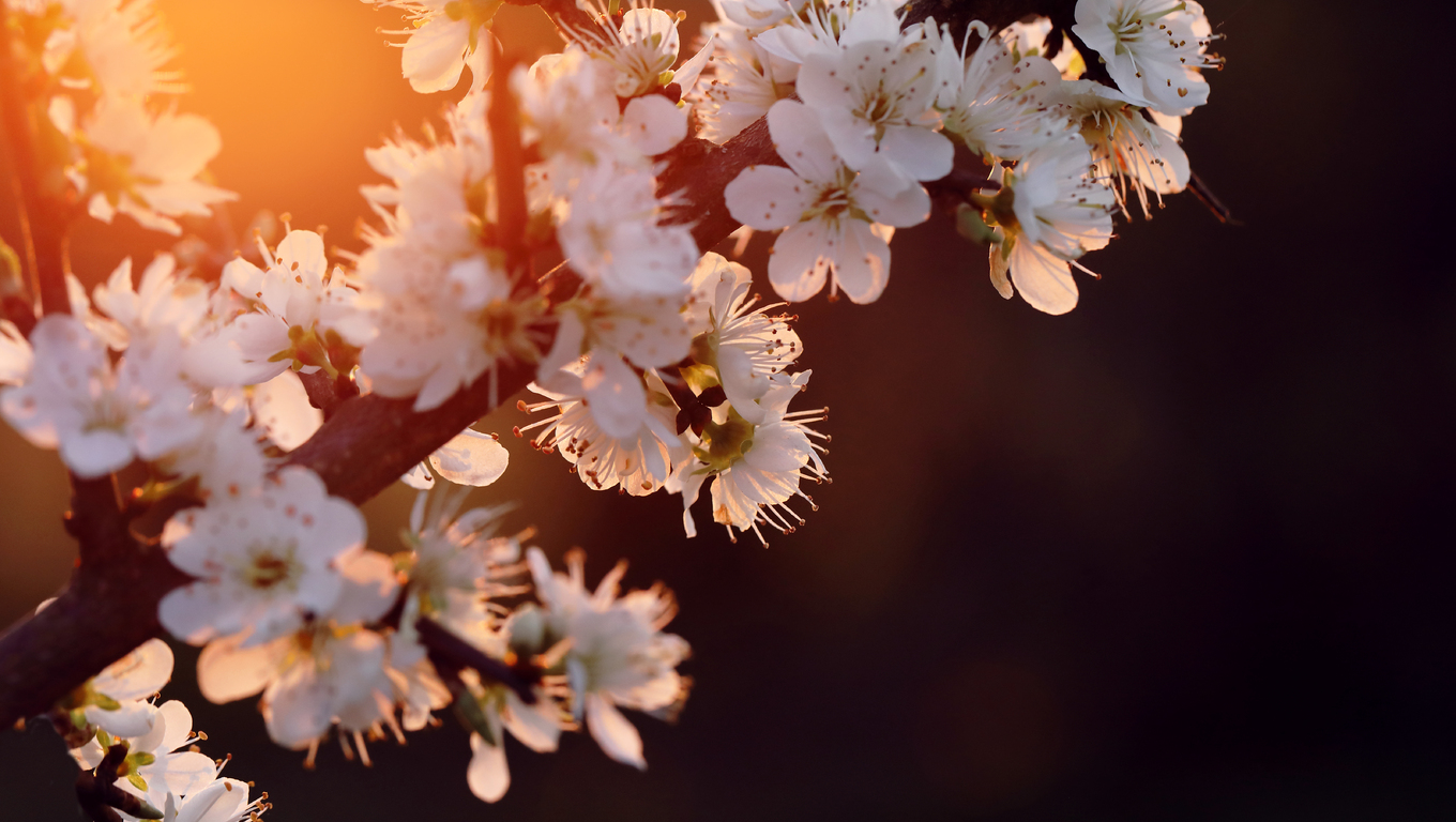 Cherry Blossom Laptop Wallpapers