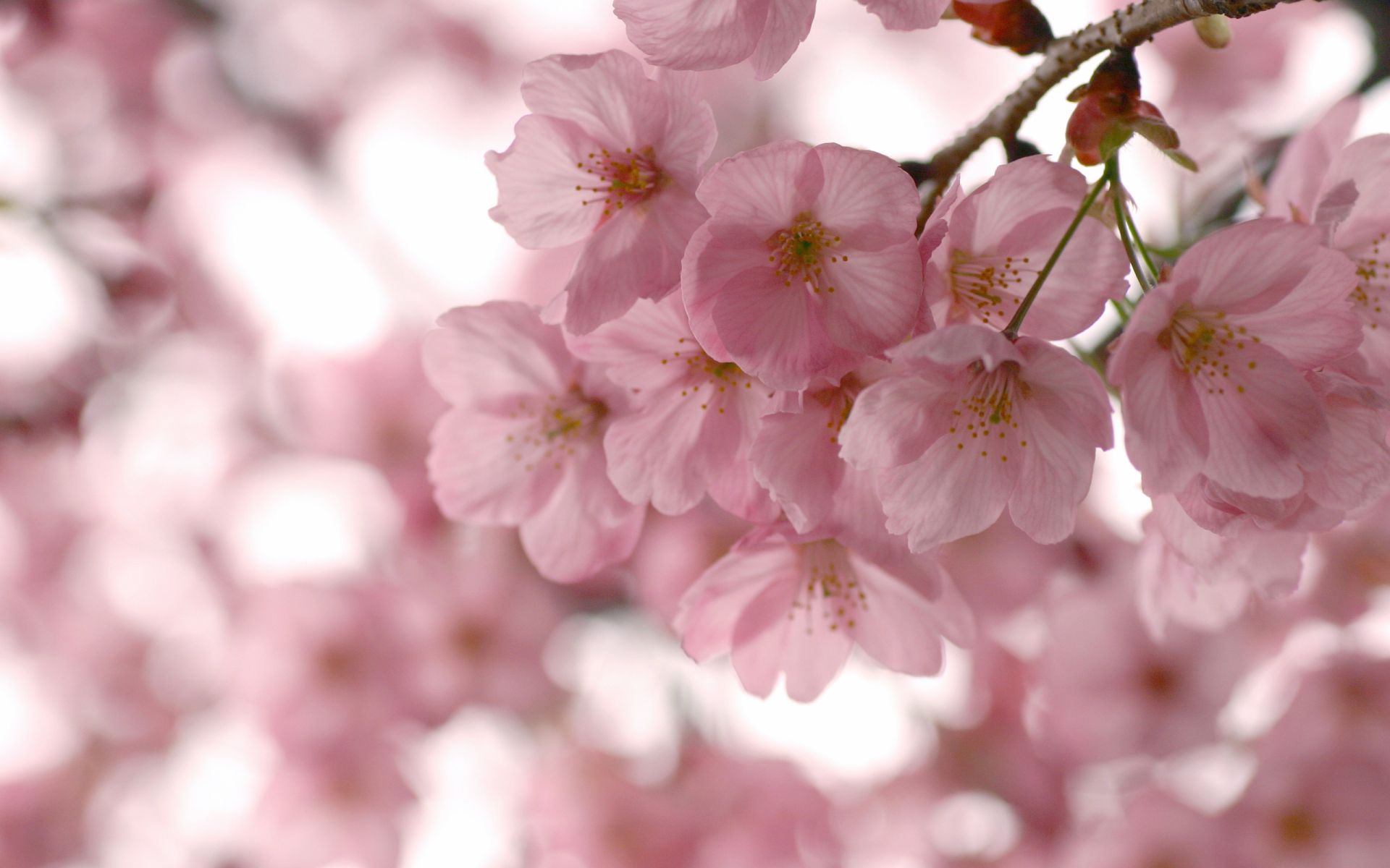 Cherry Blossom Laptop Wallpapers