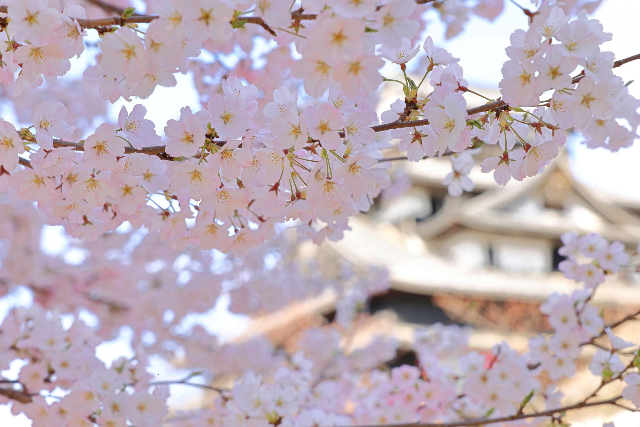 Cherry Blossom Laptop Wallpapers