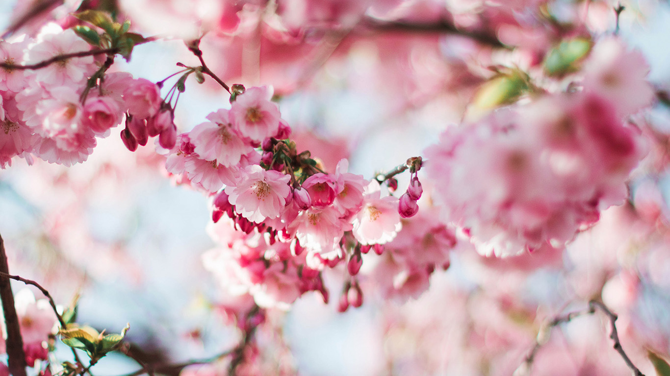 Cherry Blossom Laptop Wallpapers