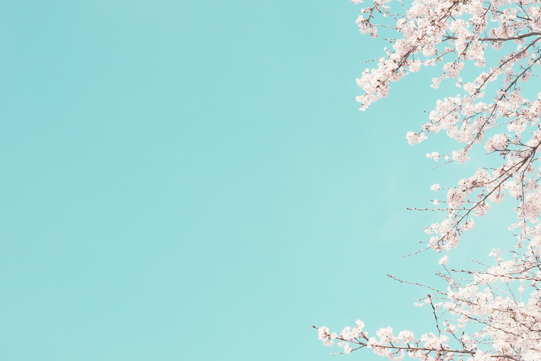 Cherry Blossom Laptop Wallpapers