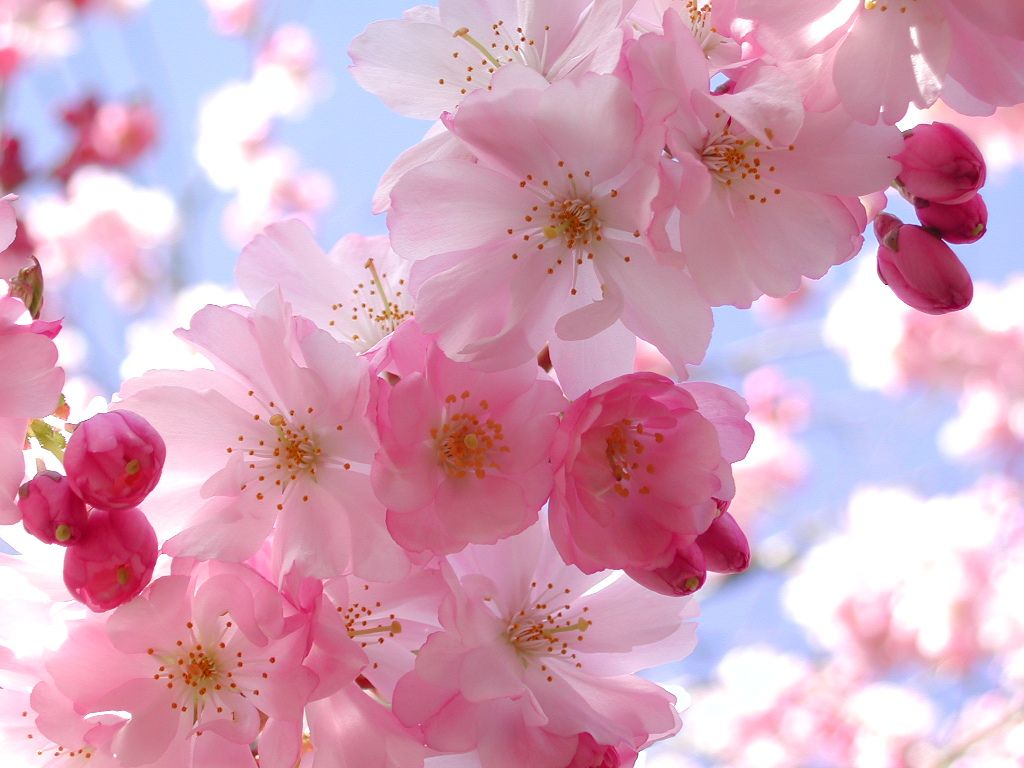 Cherry Blossom Laptop Wallpapers