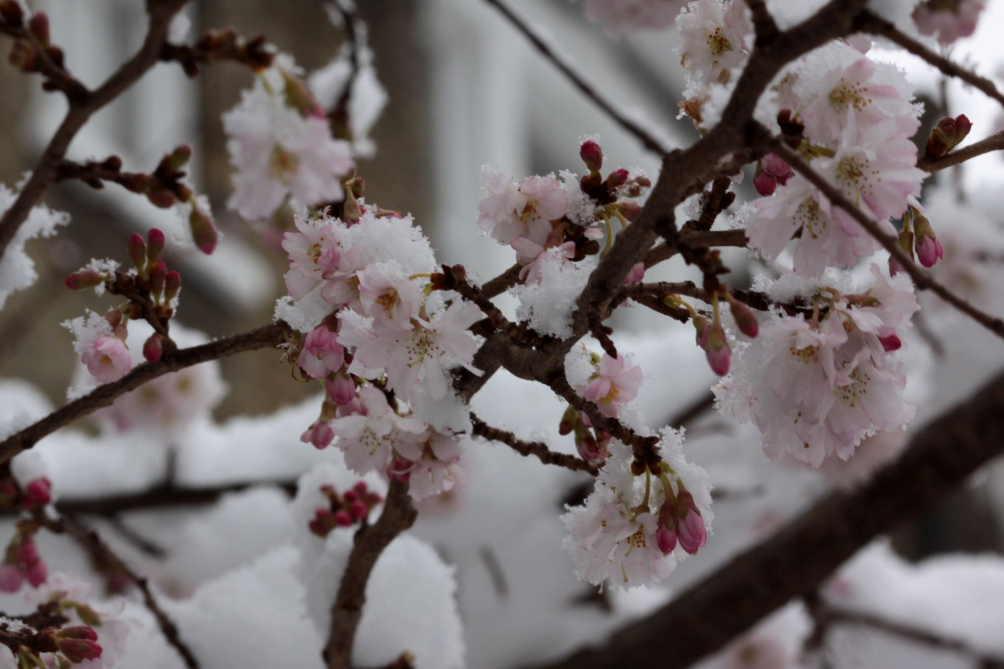 Cherry Blossom Laptop Wallpapers