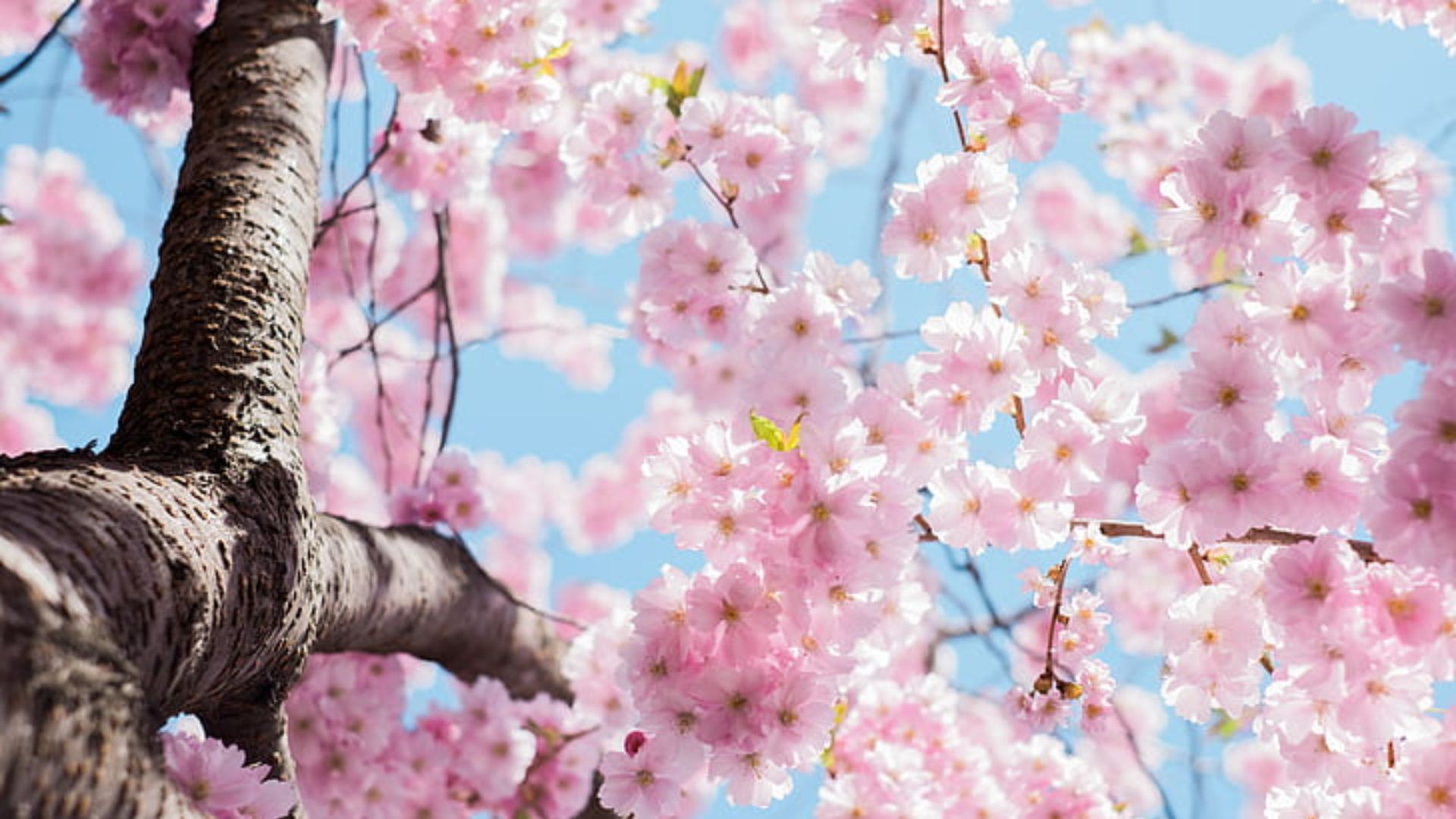 Cherry Blossom Laptop Wallpapers