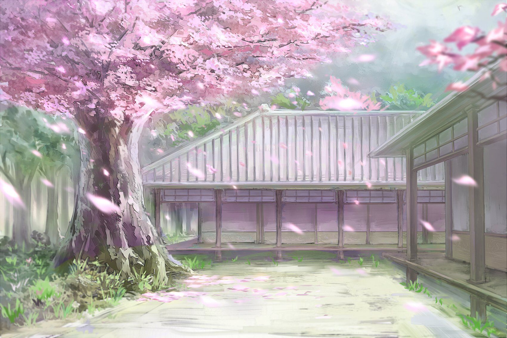 Cherry Blossom Tree Anime Wallpapers