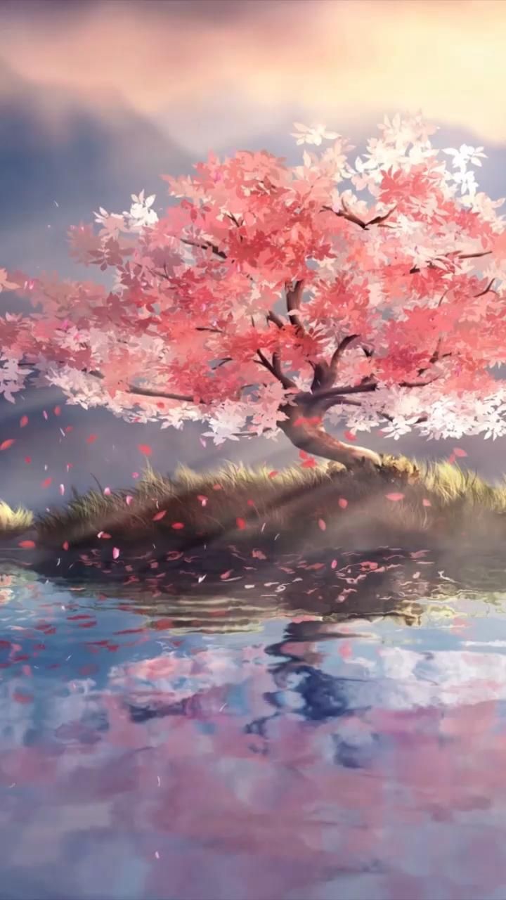 Cherry Blossom Tree Anime Wallpapers