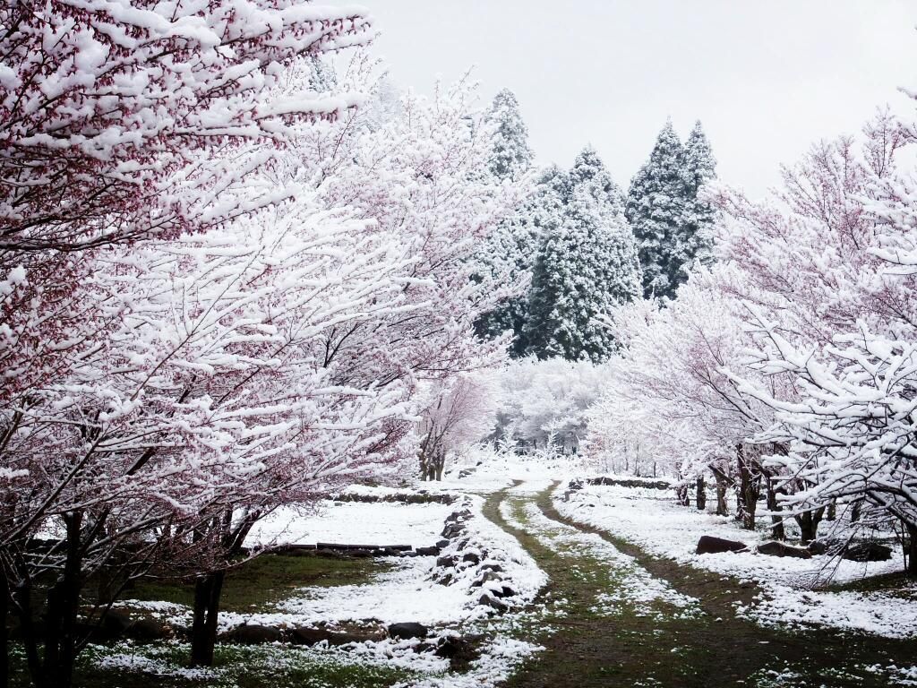 Cherry Blossom Tree With Snow Wallpapers