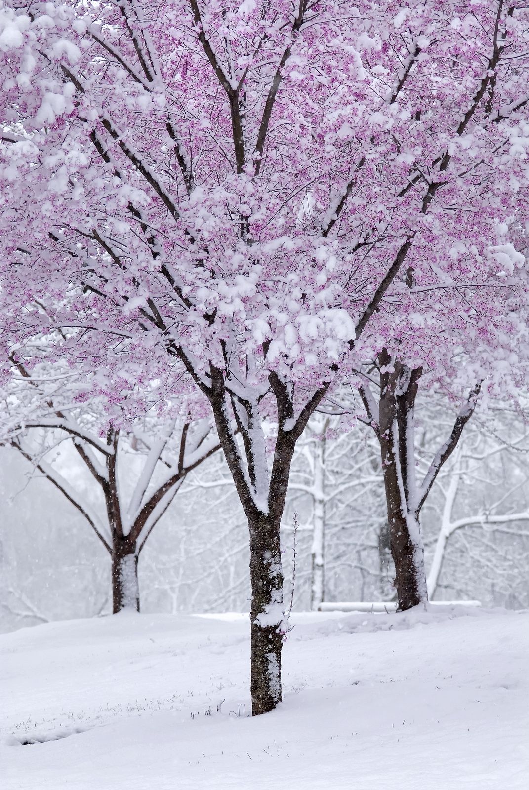 Cherry Blossom Tree With Snow Wallpapers