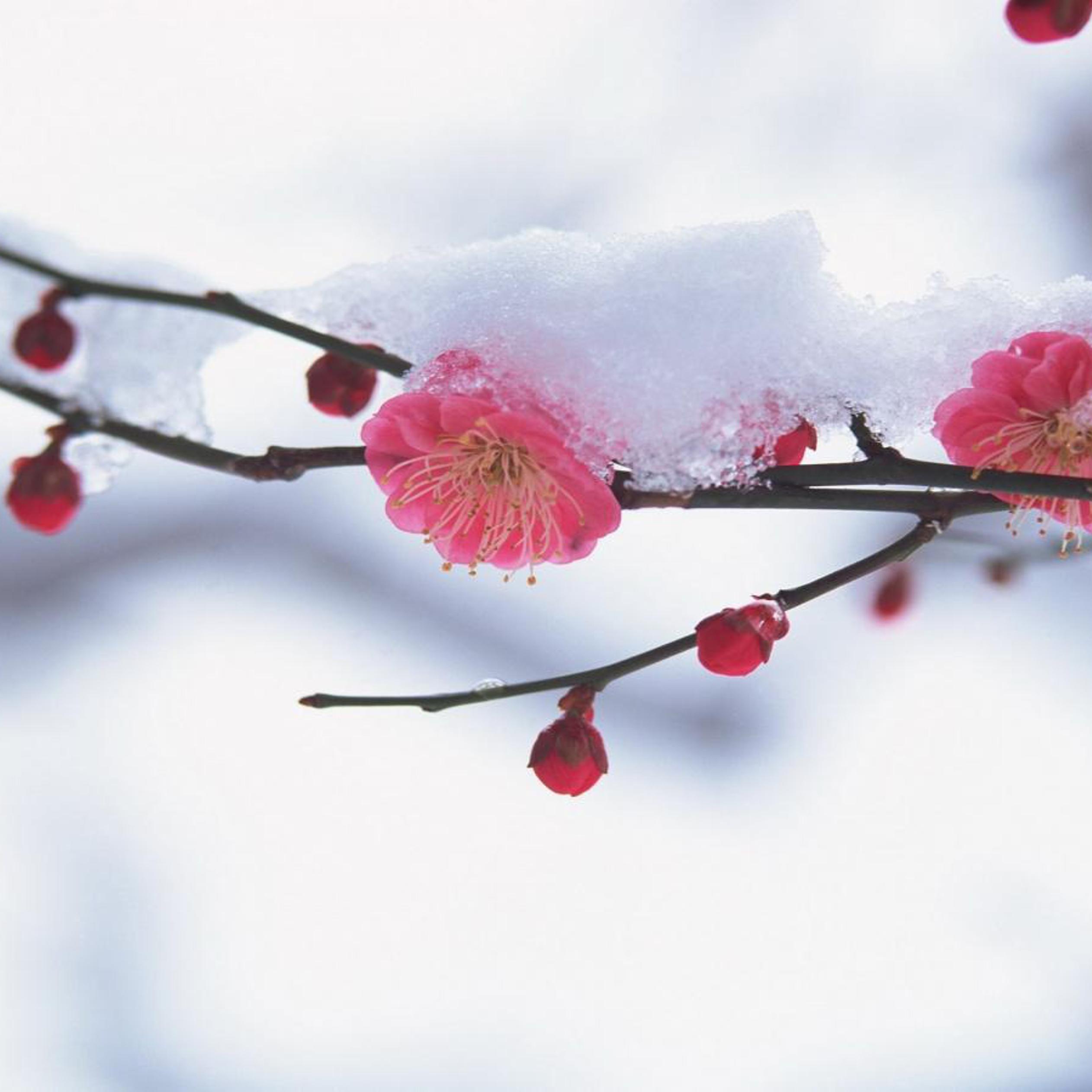 Cherry Blossom Tree With Snow Wallpapers