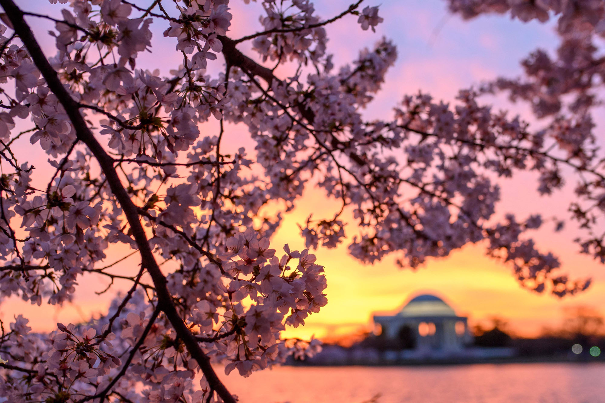 Cherry Blossom Tree With Snow Wallpapers