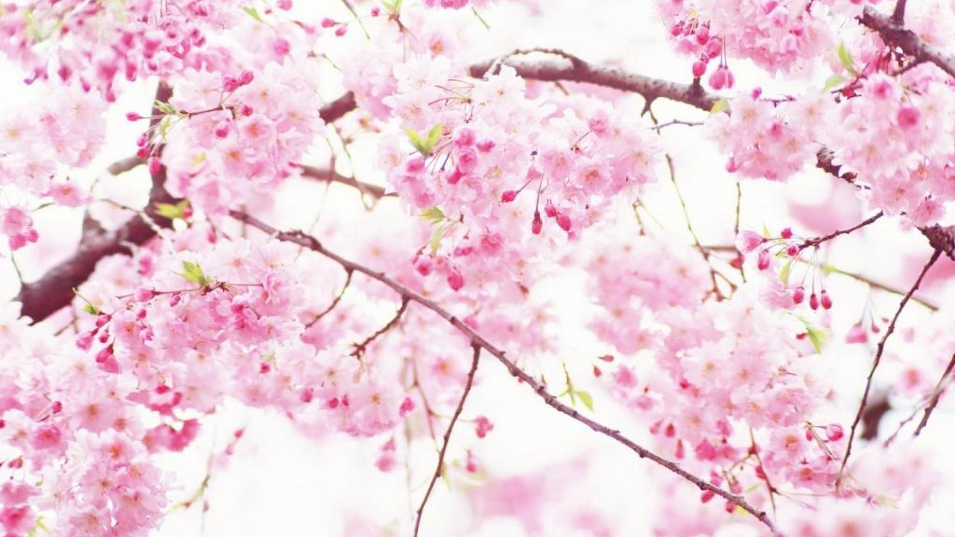 Cherry Blossom Tree With Snow Wallpapers