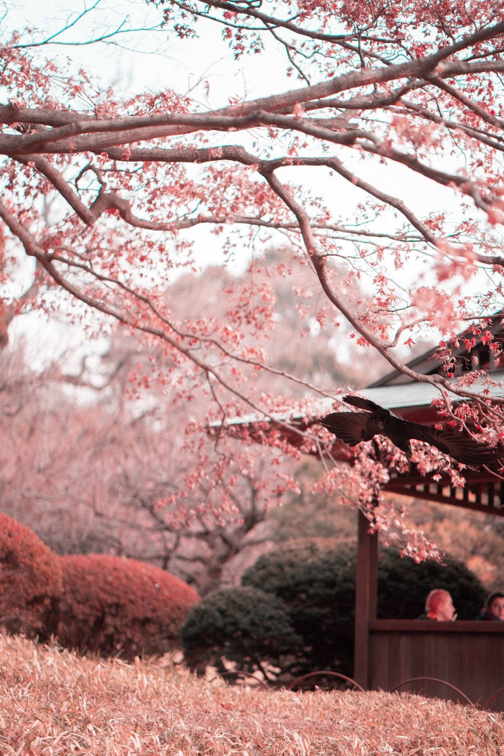 Cherry Blossom Tree With Snow Wallpapers