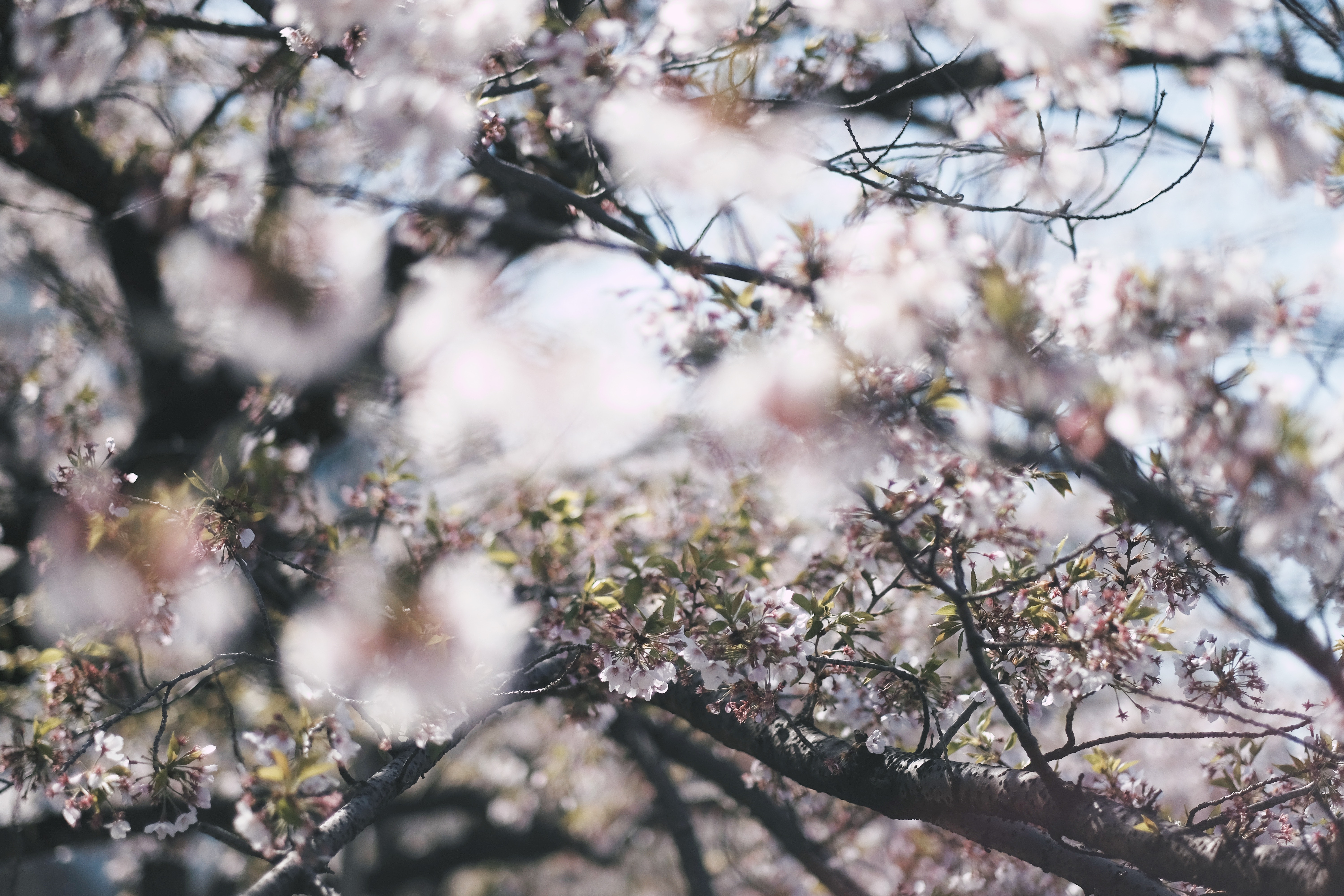 Cherry Blossom Tree With Snow Wallpapers