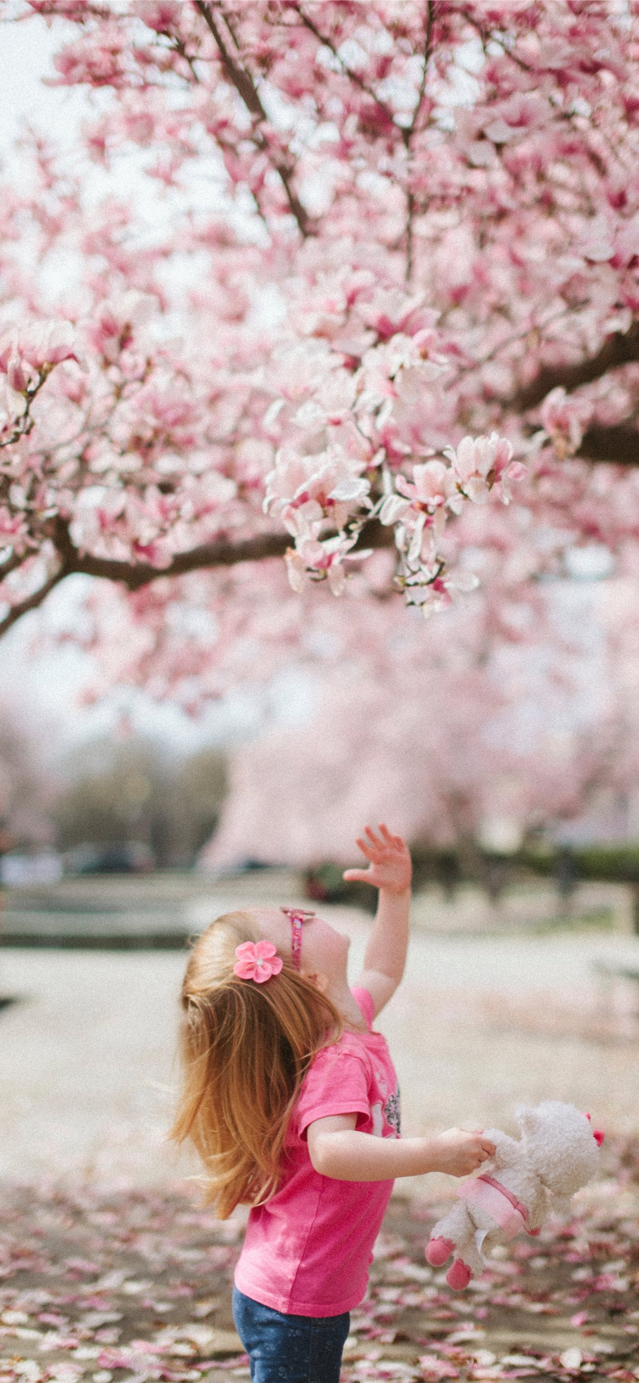 Cherry Blossom Tree With Snow Wallpapers