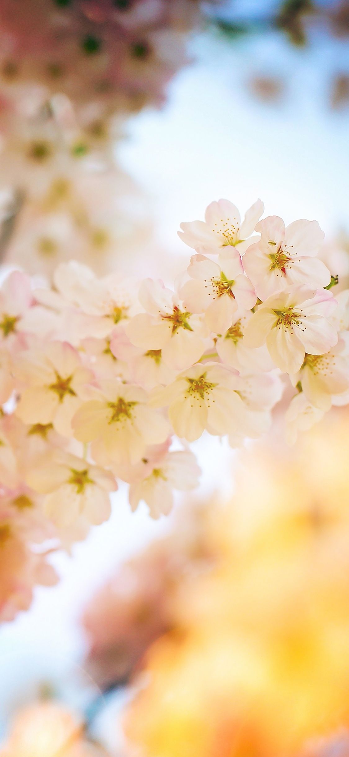 Cherry Blossom Yellow Wallpapers