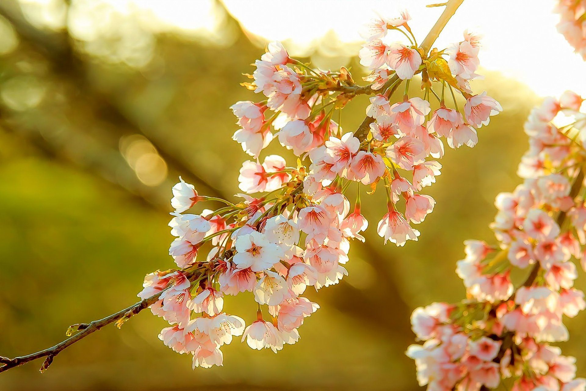 Cherry Blossom Yellow Wallpapers