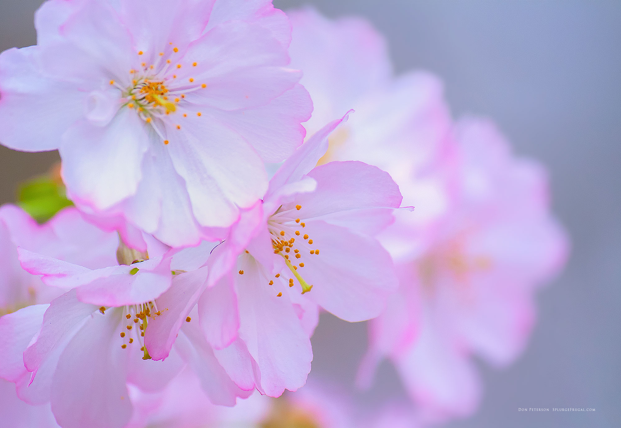 Cherry Blossom Yellow Wallpapers