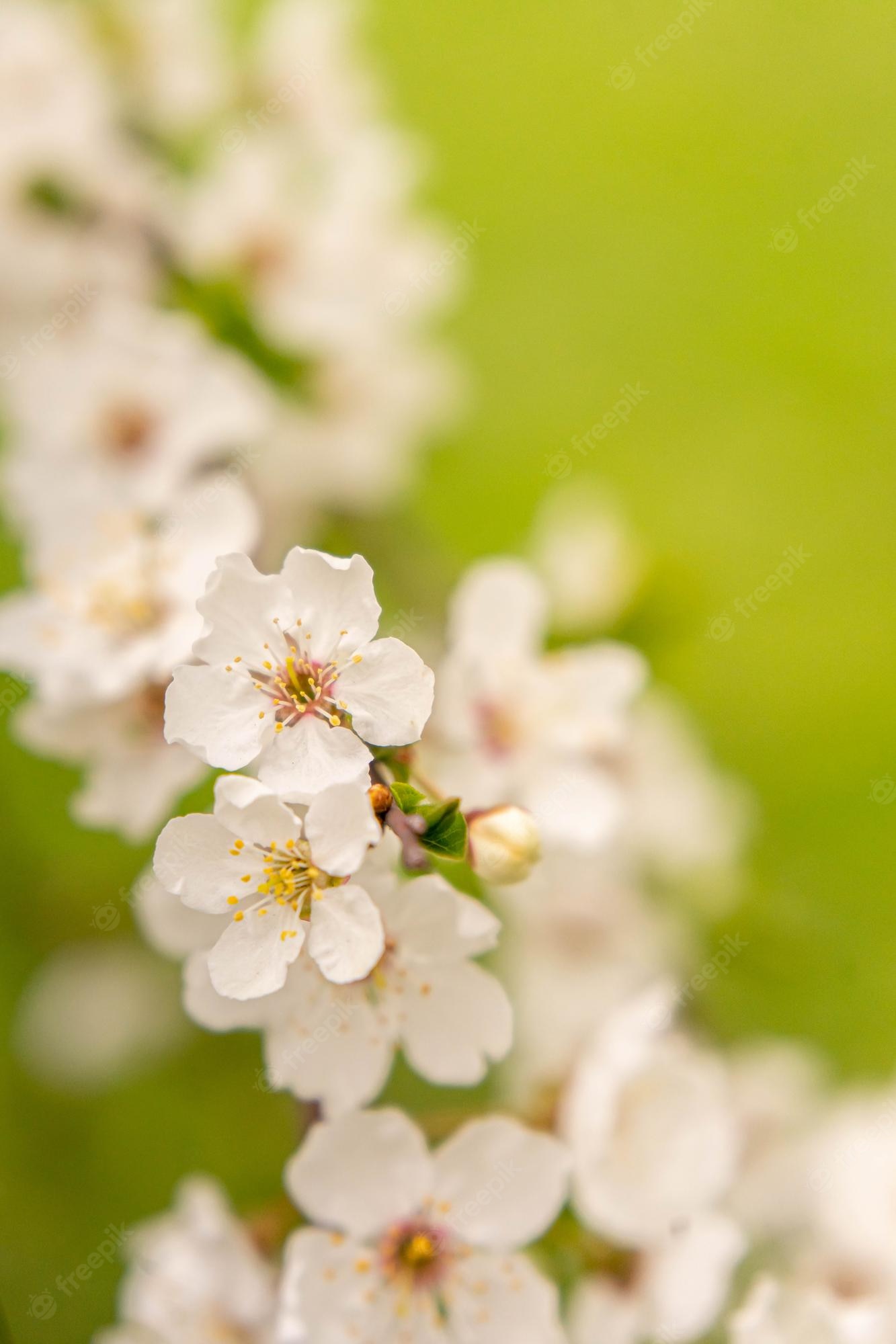 Cherry Blossom Yellow Wallpapers