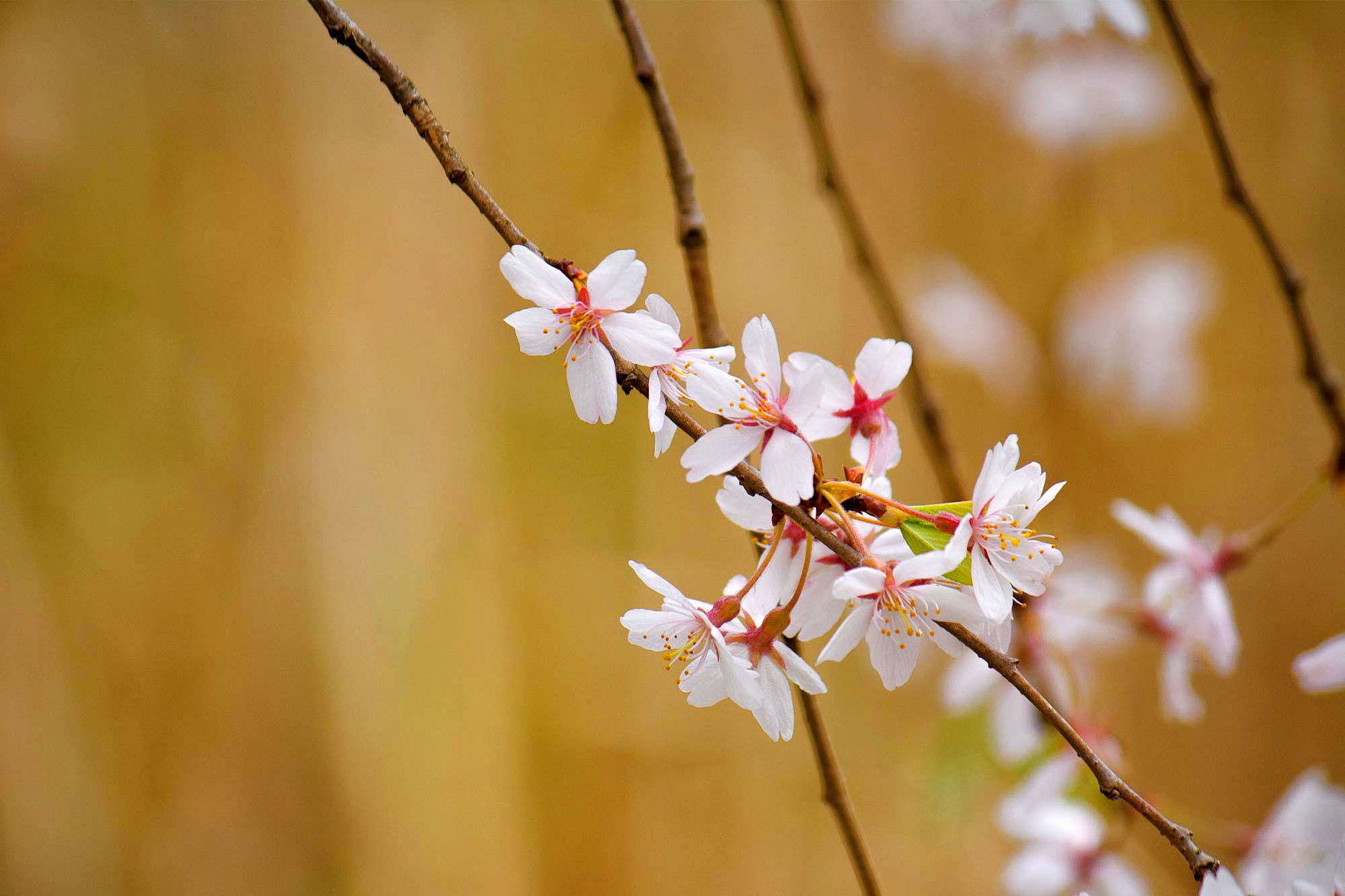 Cherry Blossom Yellow Wallpapers