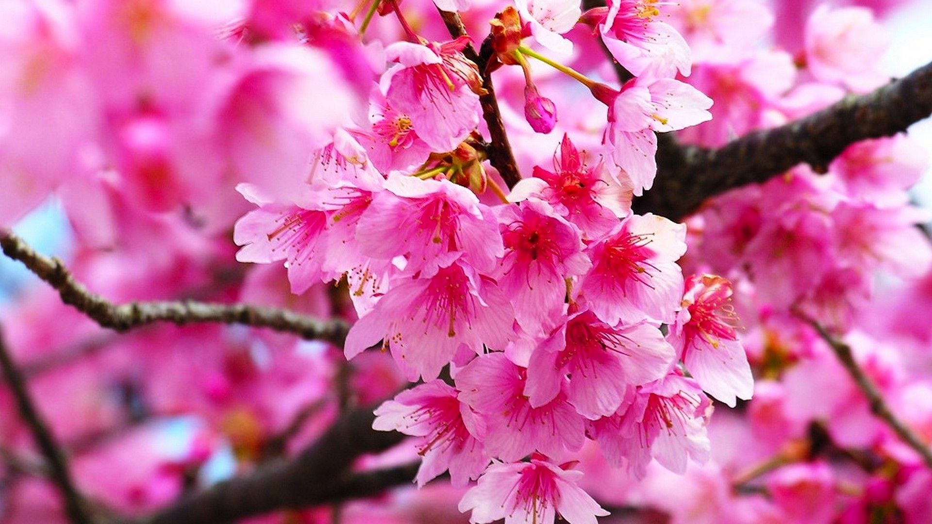 Cherry Blossom Yellow Wallpapers