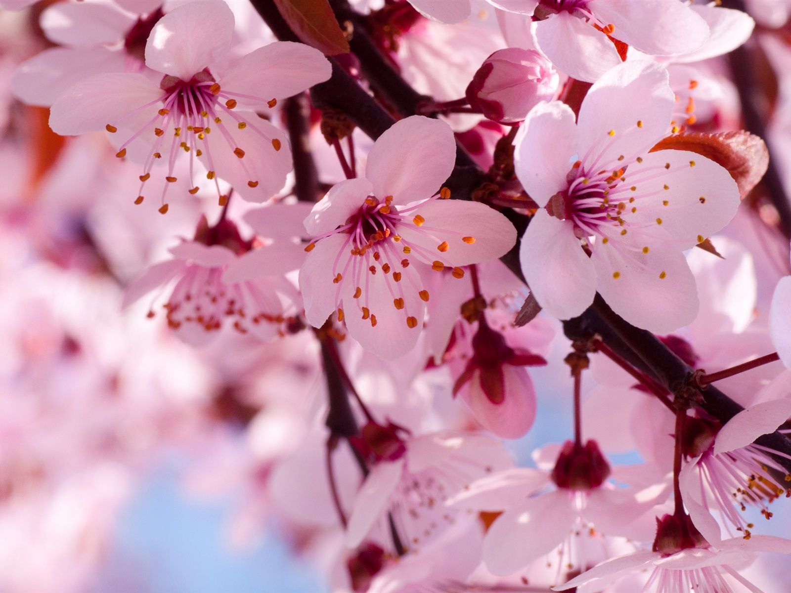 Cherry Blossom Yellow Wallpapers