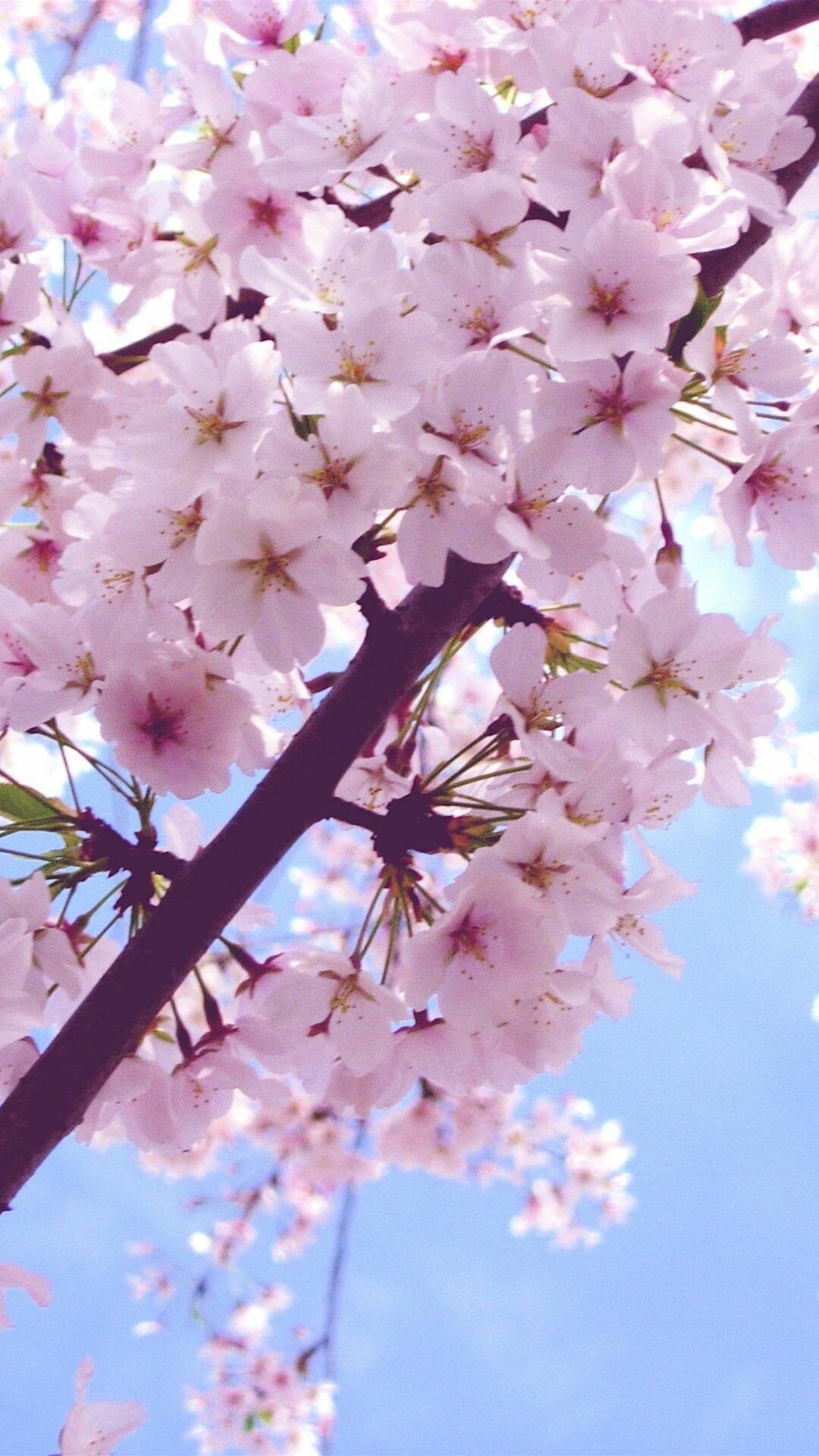 Cherry Blossom Yellow Wallpapers