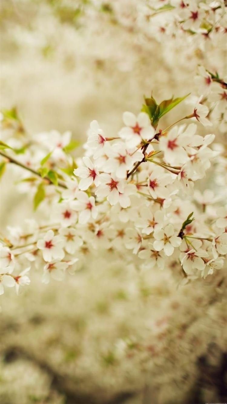 Cherry Blossom Yellow Wallpapers