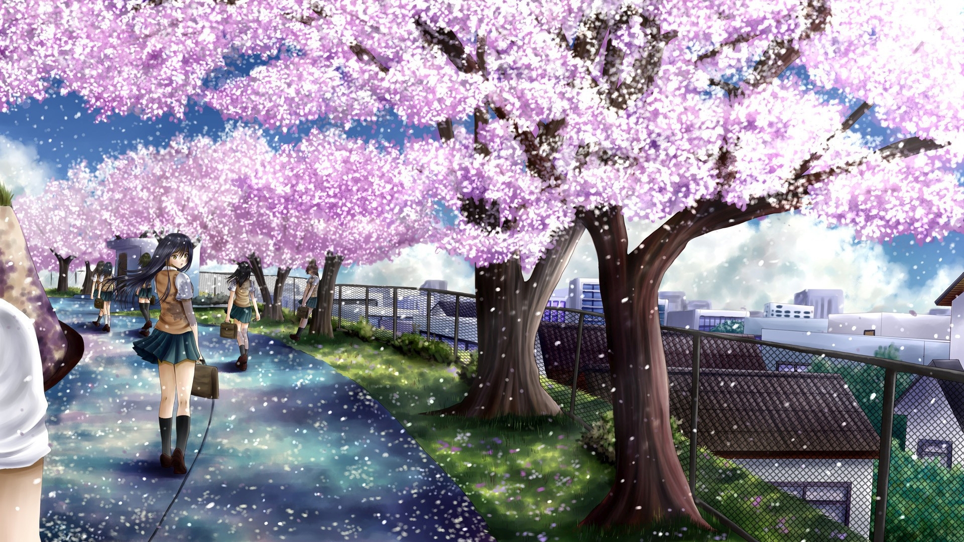 Cherry Blossoms Anime Scenery Wallpapers