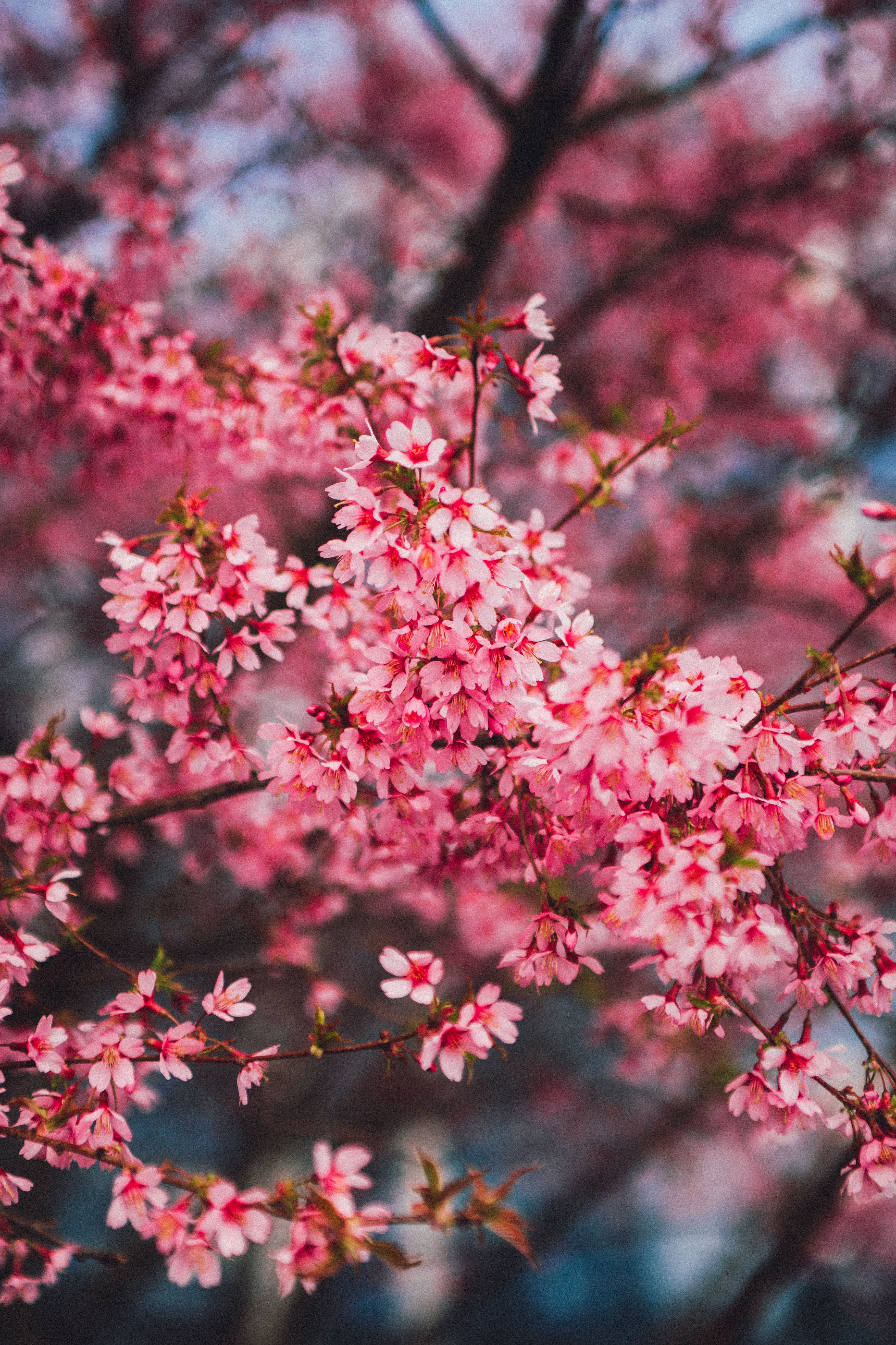 Cherry Blossoms Flowers Wallpapers