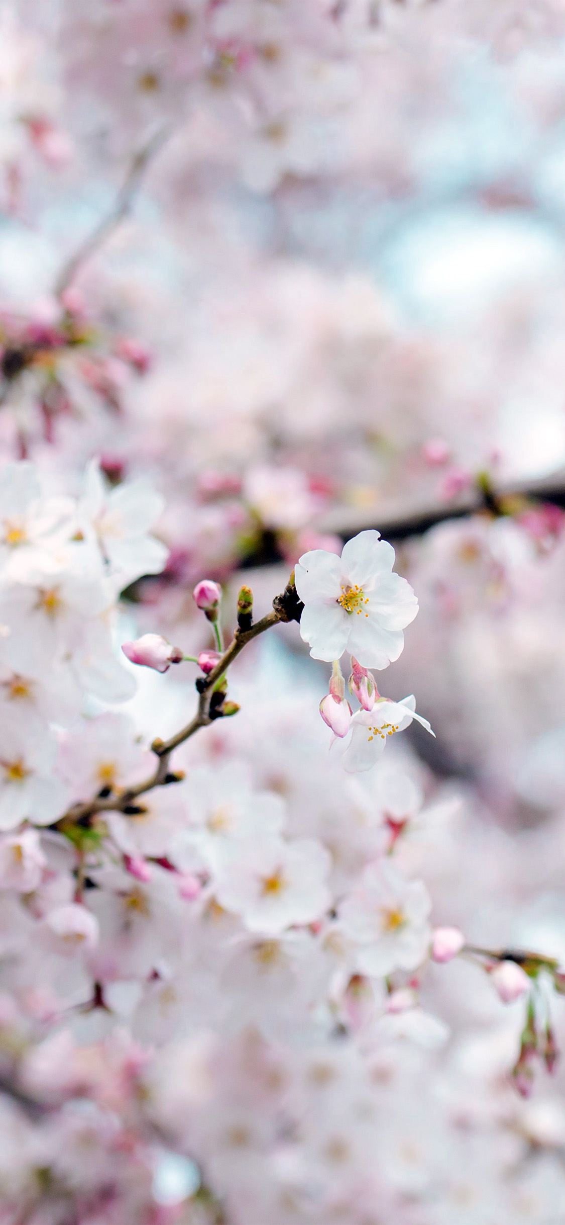 Cherry Blossoms Flowers Wallpapers