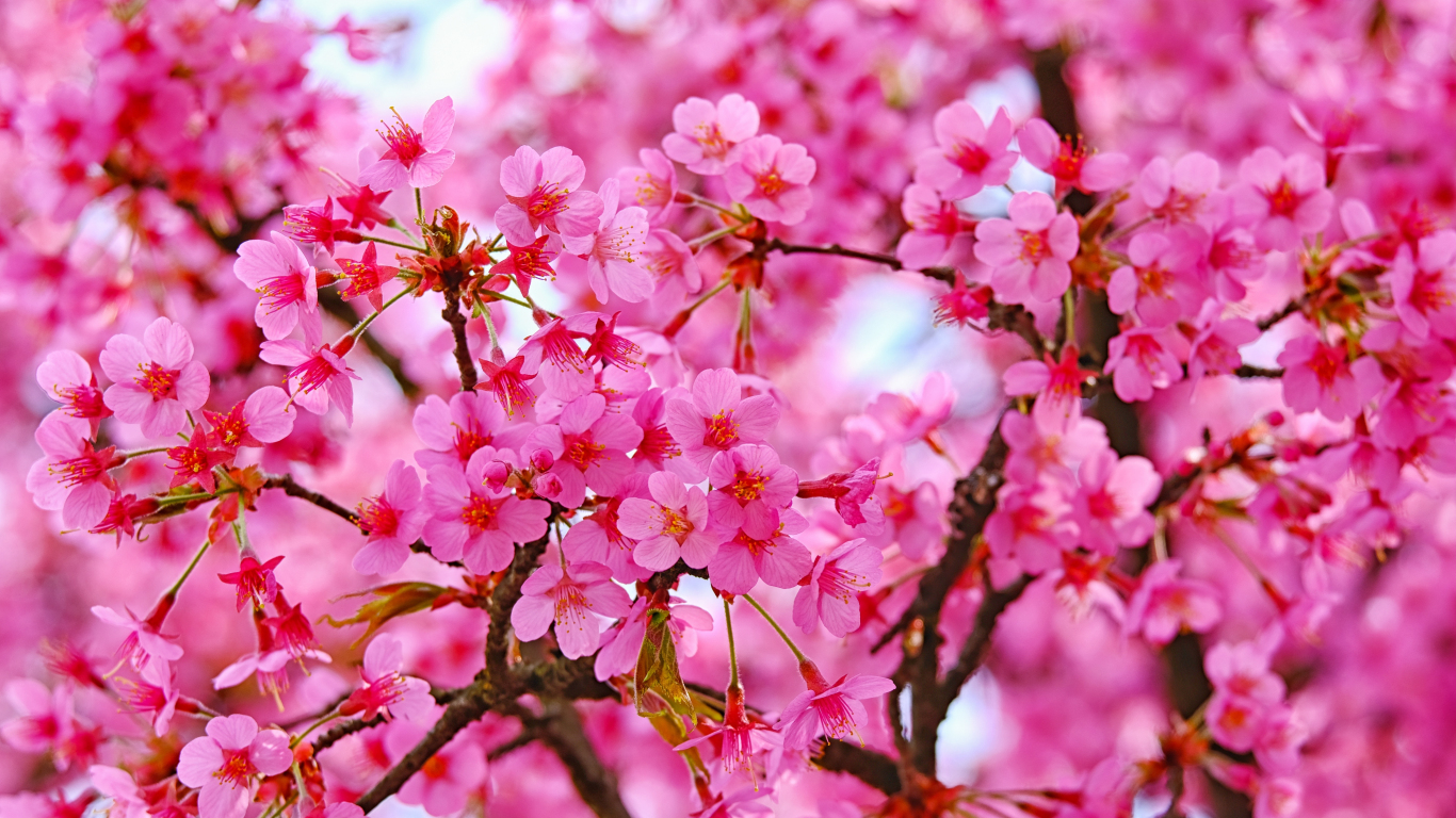 Cherry Blossoms Flowers Wallpapers