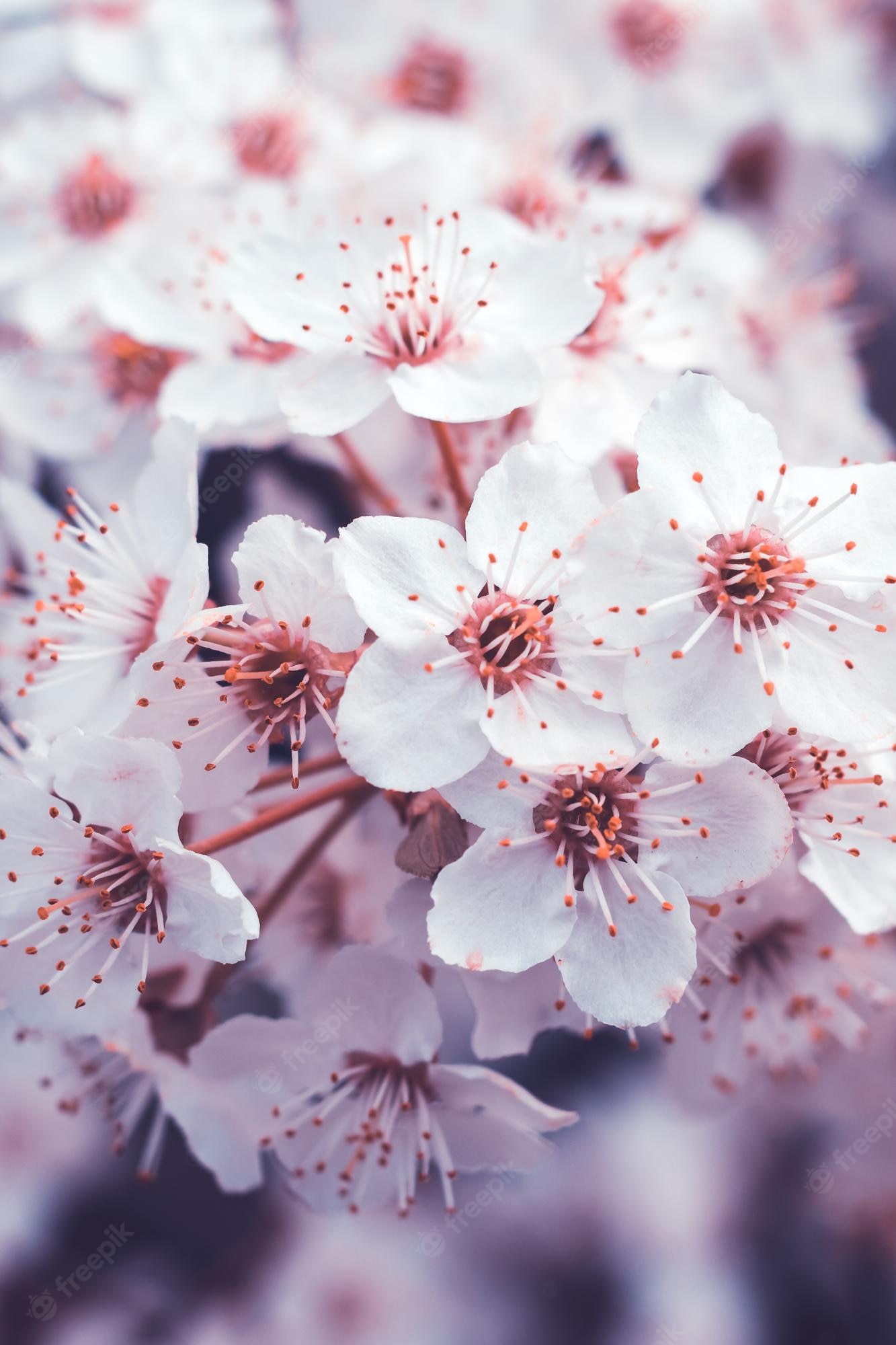 Cherry Blossoms Flowers Wallpapers