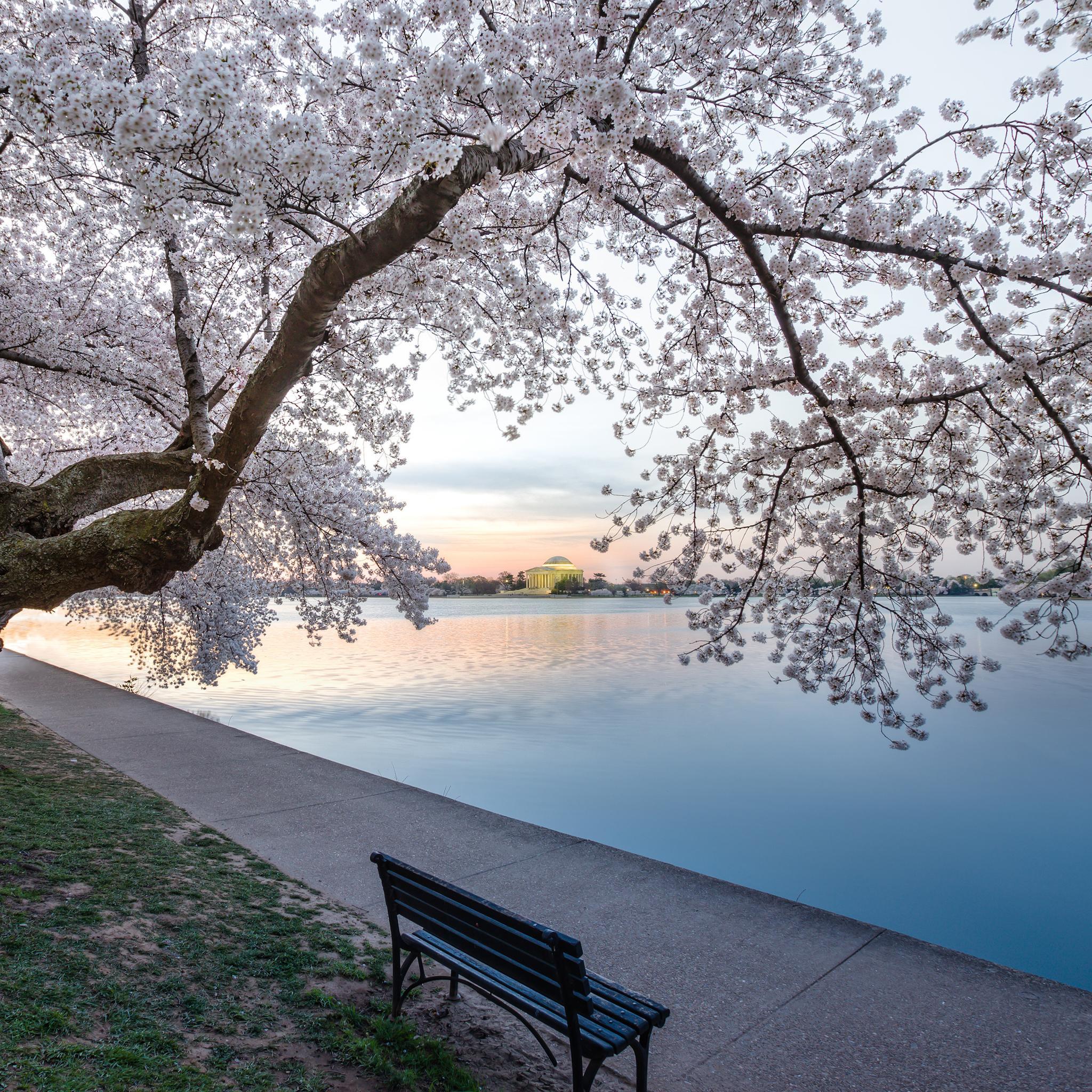 Cherry Blossoms Washington Dc Desktop Wallpapers