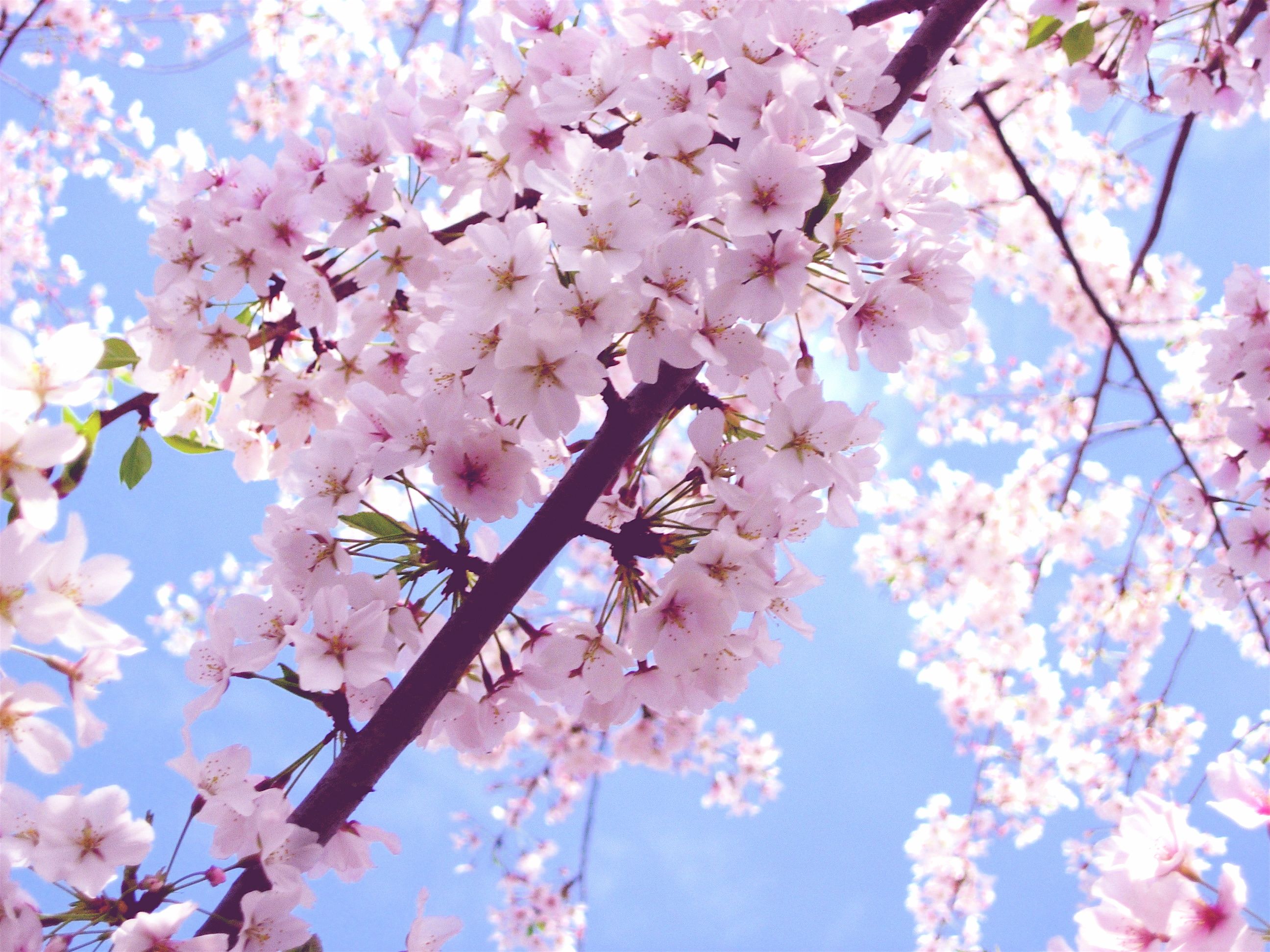 Cherry Blossoms Washington Dc Desktop Wallpapers