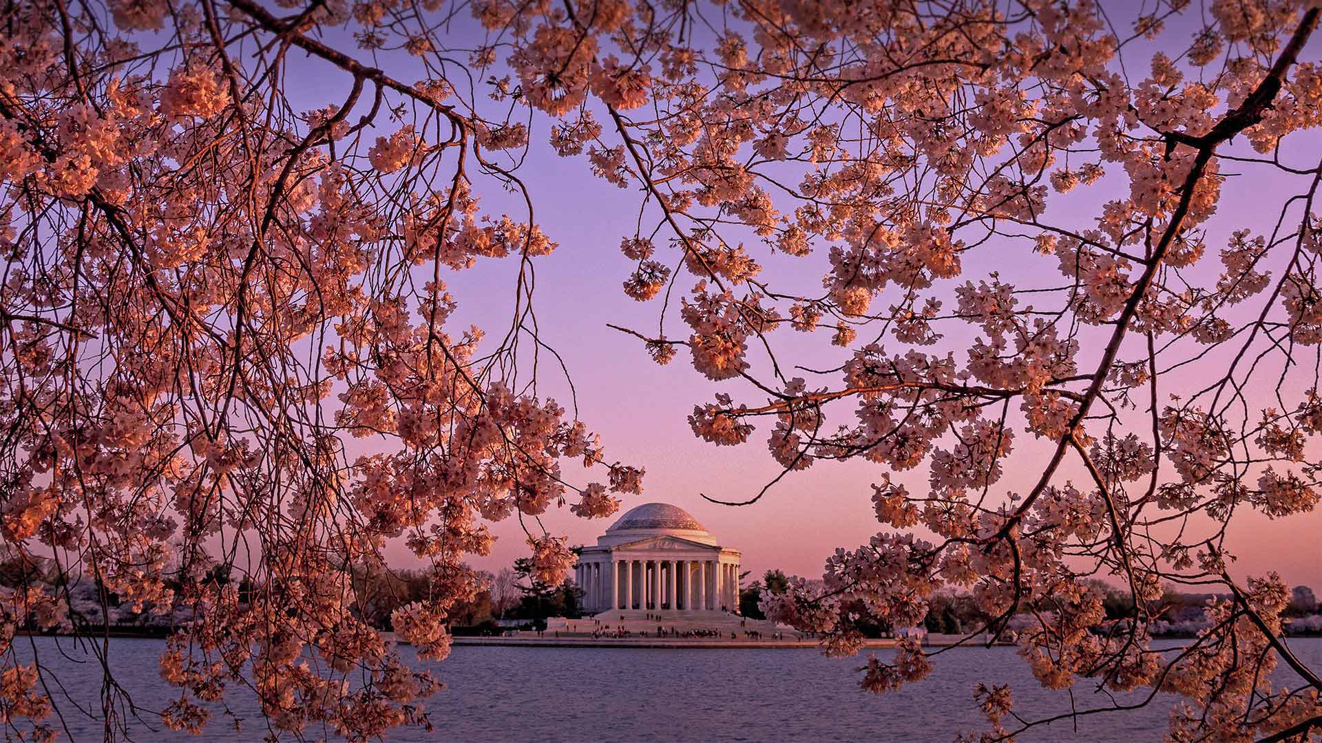 Cherry Blossoms Washington Dc Desktop Wallpapers