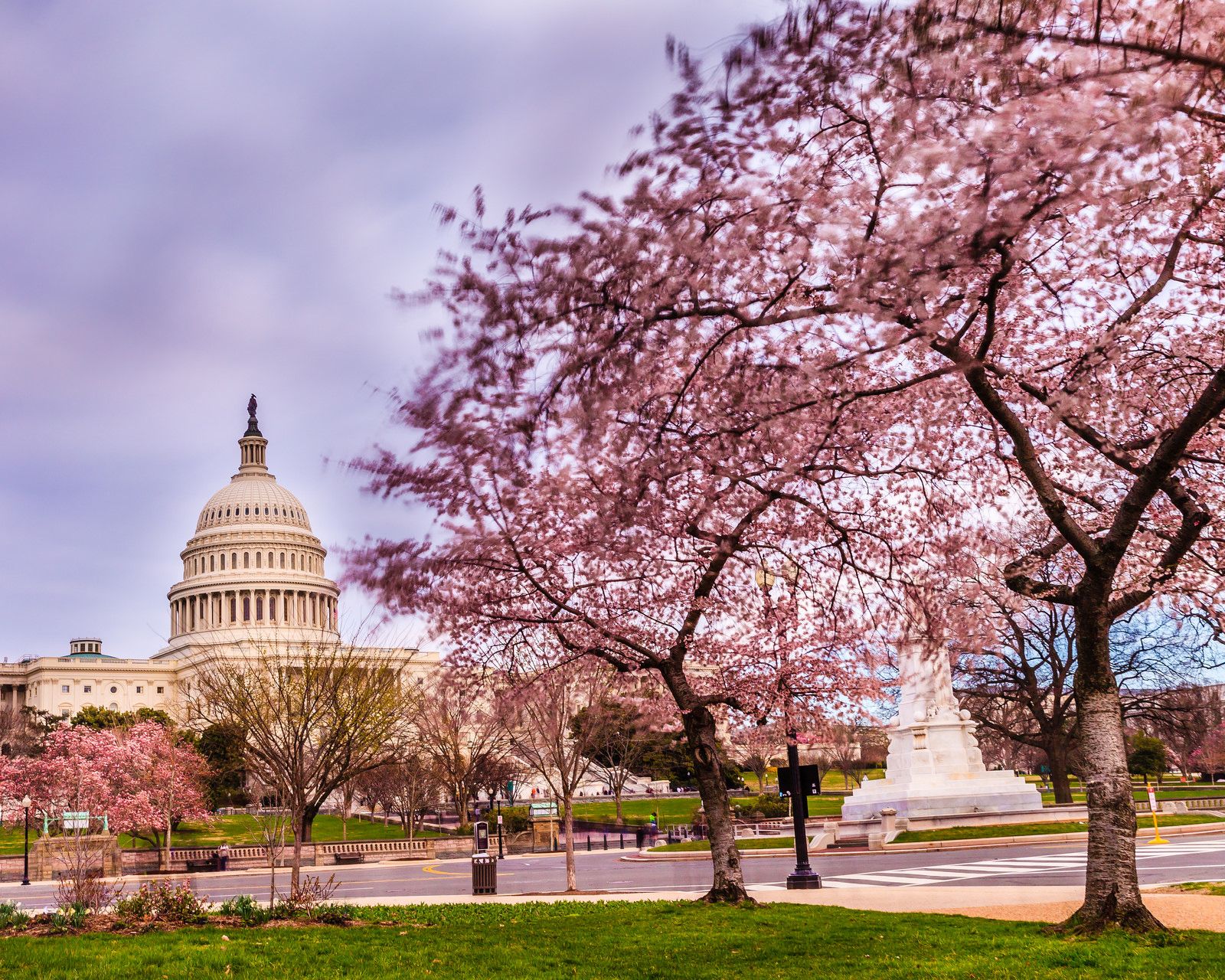 Cherry Blossoms Washington Dc Desktop Wallpapers