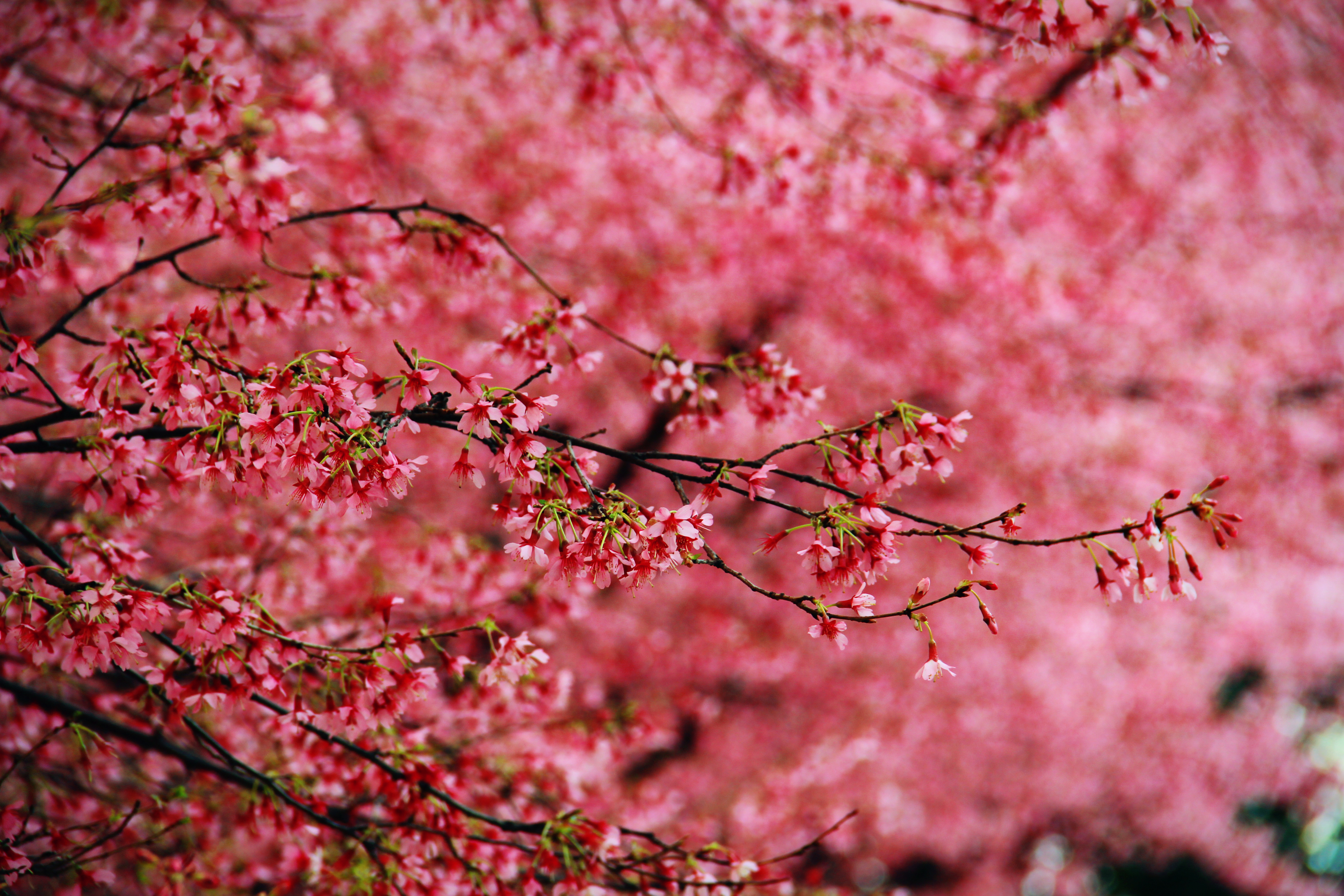 Cherry Blossoms Washington Dc Desktop Wallpapers