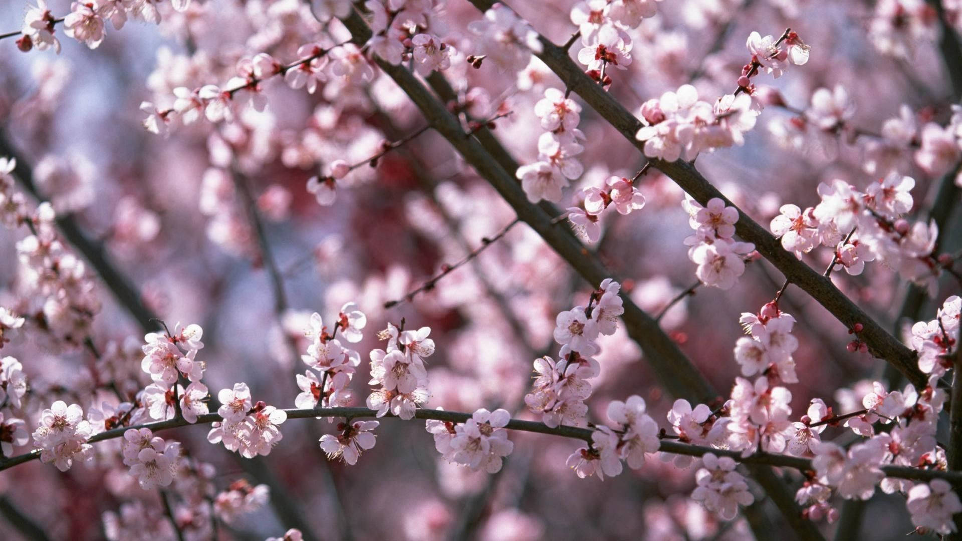 Cherry Blossoms Washington Dc Desktop Wallpapers