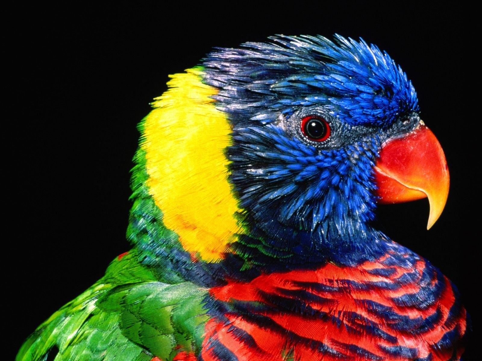 Colorful Birds Wallpapers
