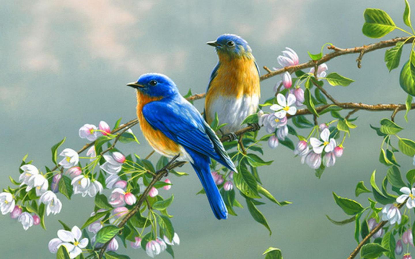 Colorful Birds Wallpapers