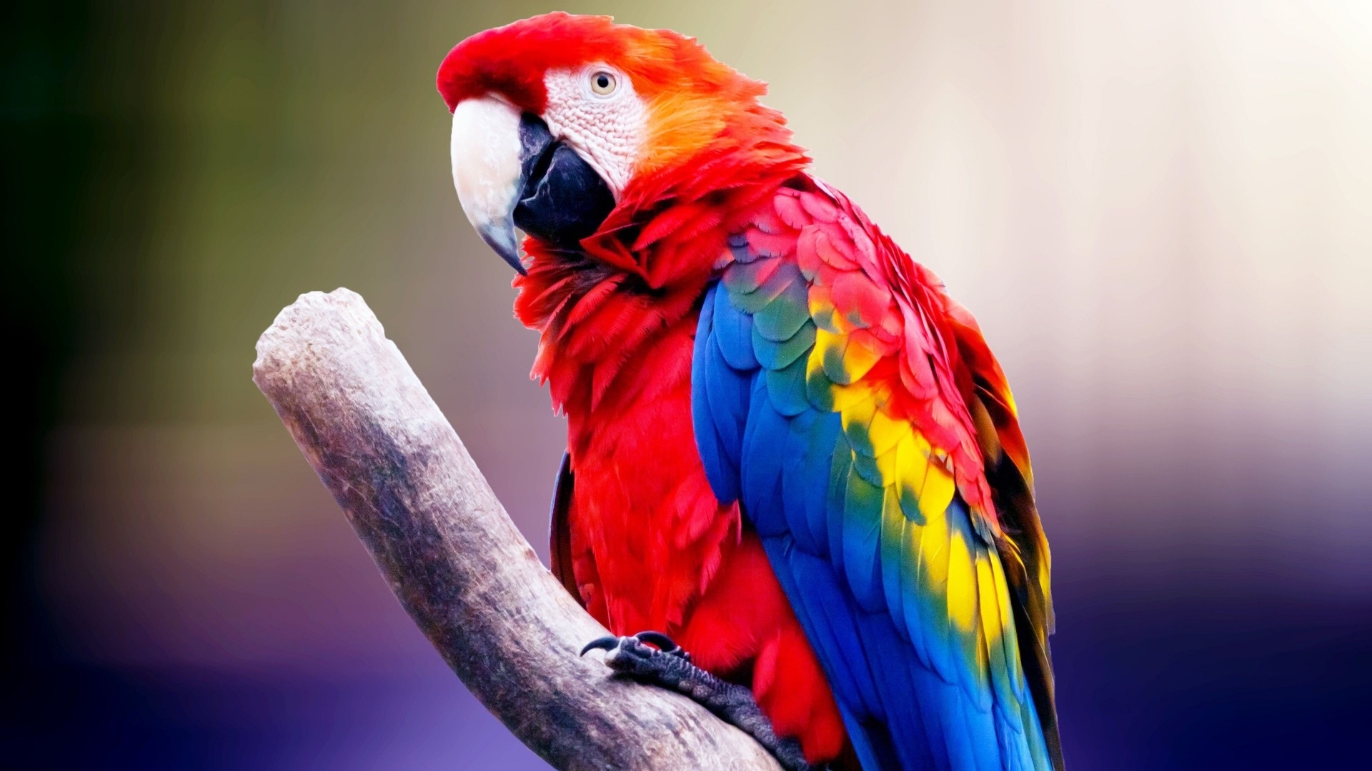 Colorful Birds Wallpapers