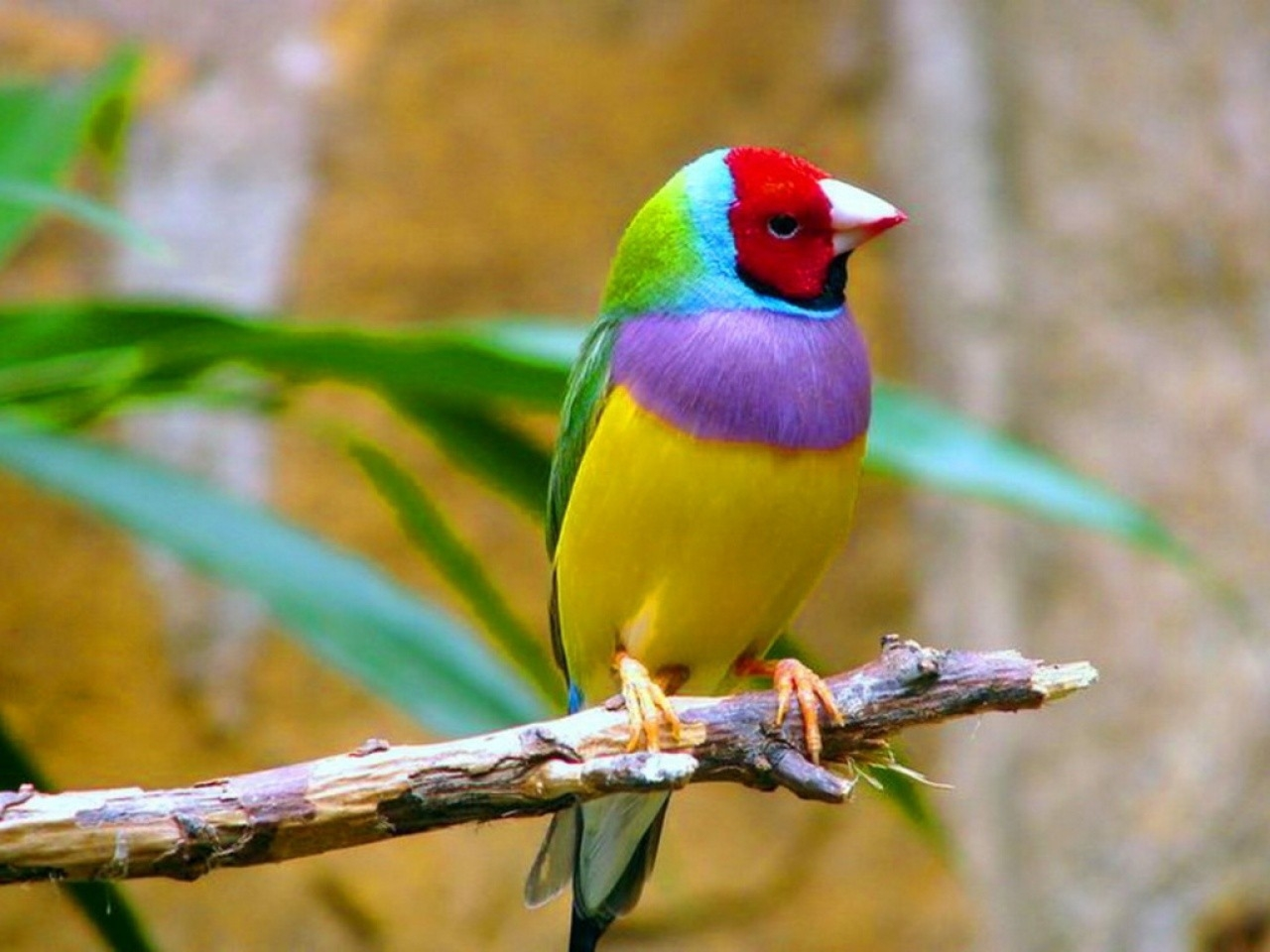 Colorful Birds Wallpapers