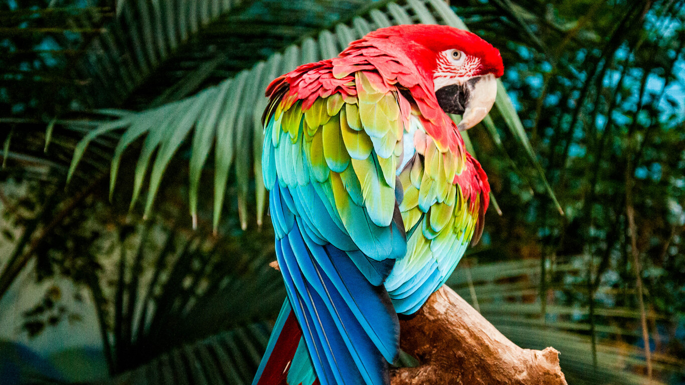 Colorful Birds Wallpapers